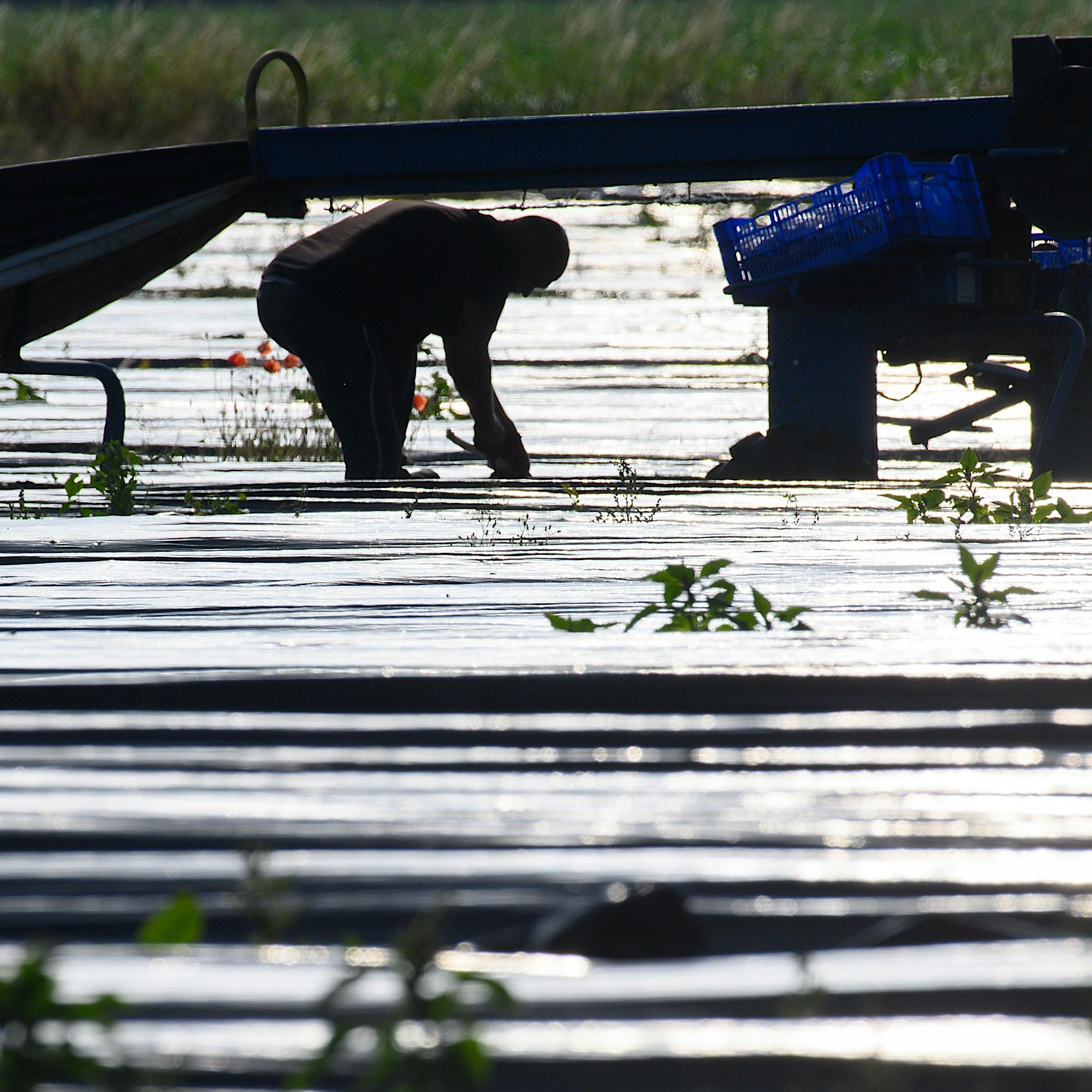 Mindestlohn steigt ab Januar in zwei Schritten: Was jetzt geplant ist