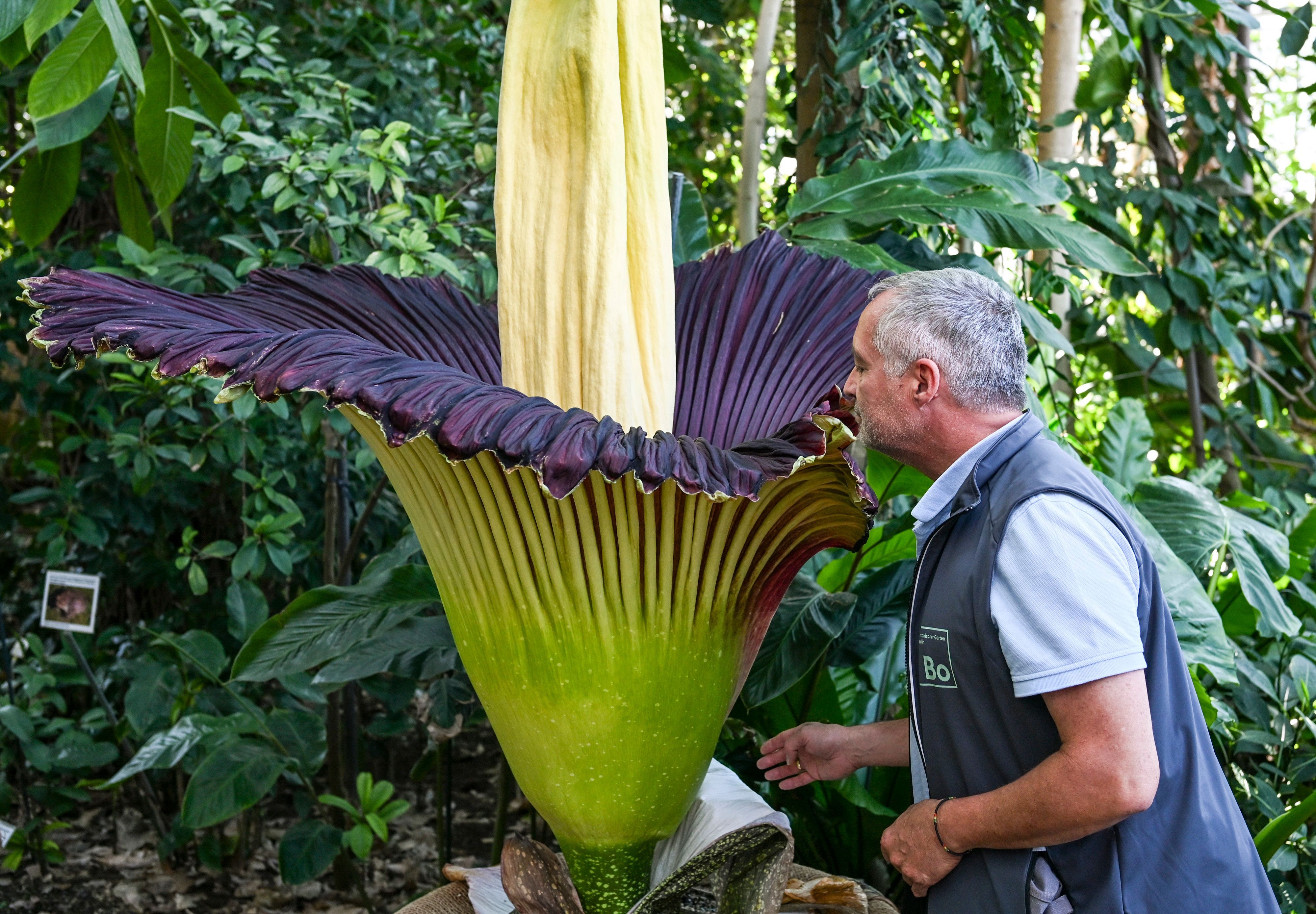 Im Botanischen Garten Berlin blüht die größte Blume der Welt – und sie stinkt nach Verwesung