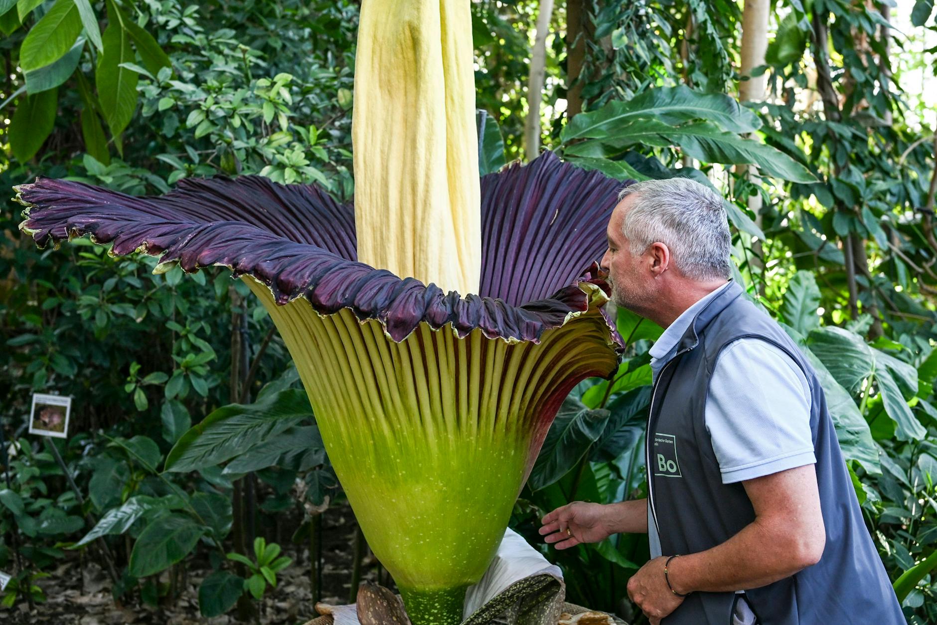 Der Gartenbetriebsleiter Thorsten Laute im Botanischen Garten Berlin schaut in die Titanenwurz: Ihr Blütenstand ist 2,36 Meter hoch.
