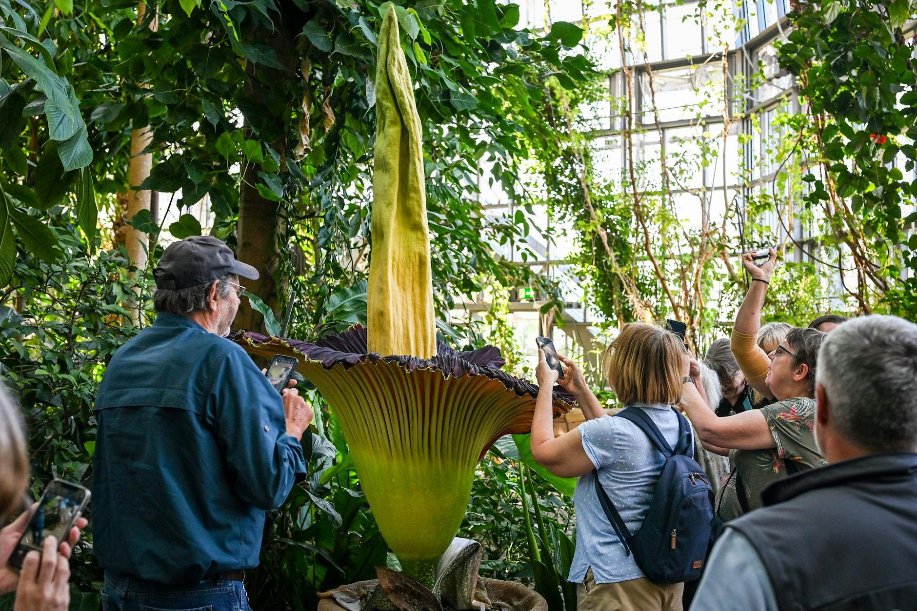 Etwas Besonderes auch für die Geruchsnerven: Die Titanwurz riecht nach Aas.