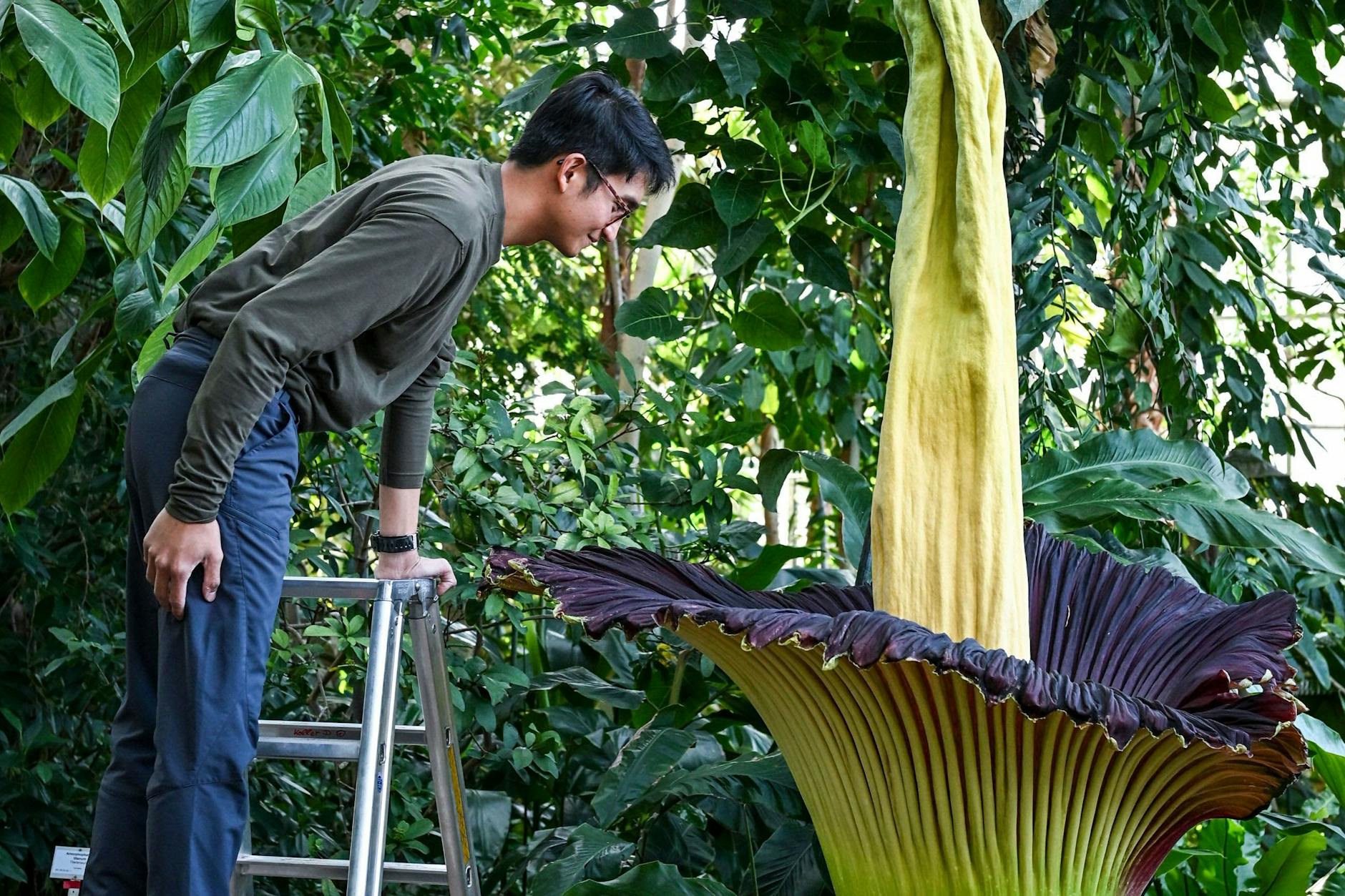 Reviergärtner Arnaldy Prasetya schaut in die Titanenwurz, die als größte Blume der Welt bezeichnet wird. Der Blütenstand verströmt einen intensiven Aasgeruch.