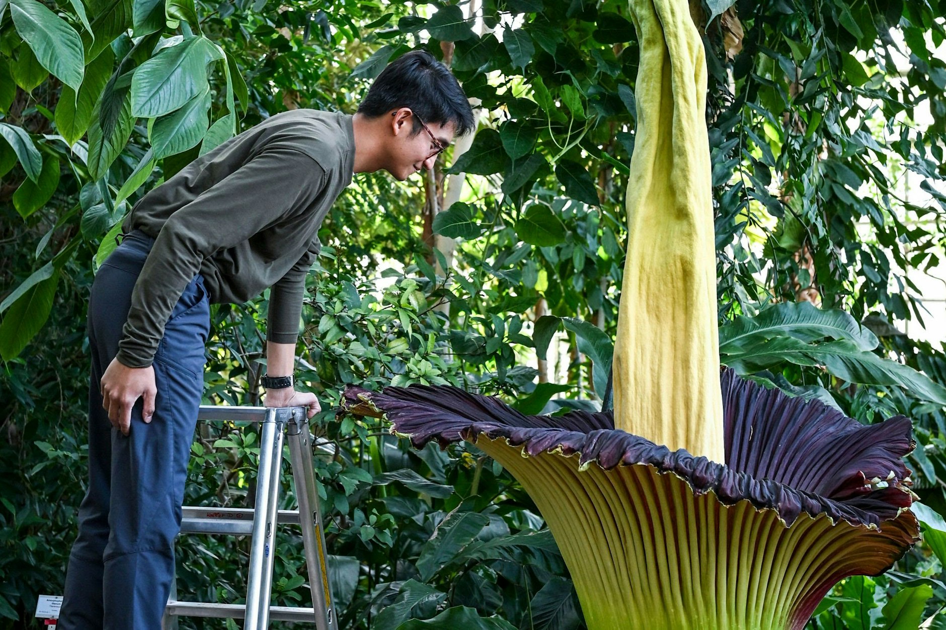 Reviergärtner Arnaldy Prasetya schaut in die Titanenwurz, die als größte Blume der Welt bezeichnet wird. Der Blütenstand verströmt einen intensiven Aasgeruch.