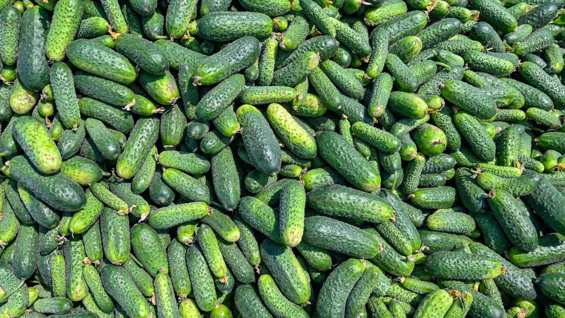 Im Spreewald gibt es insgesamt acht Anbaubetriebe und sieben Verarbeitungsbetriebe für die Produktion der Einlegegurken. Der Betrieb in Golßen wird auf Saisonarbeit umgestellt.