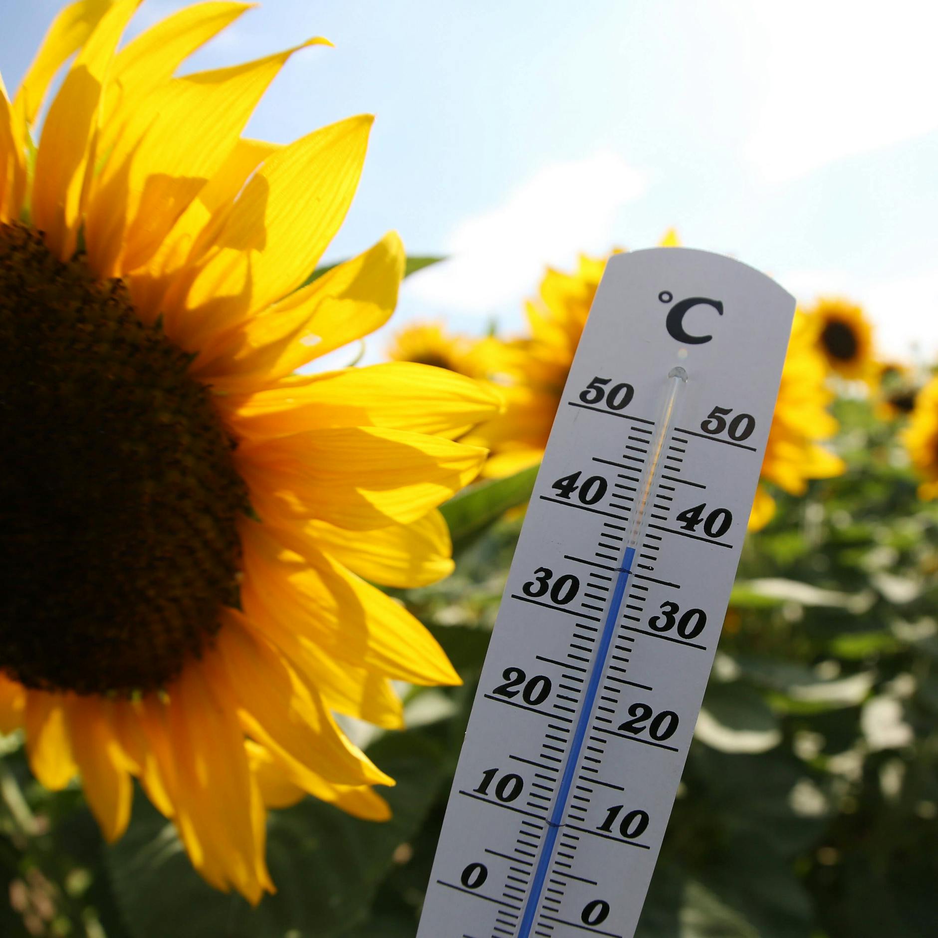 Image - Deutscher Wetterdienst misst bislang höchste Temperatur des Jahres