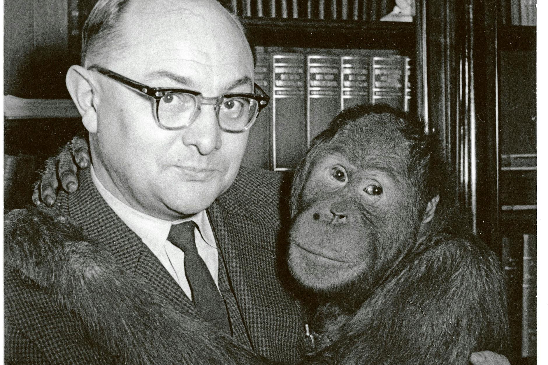 Prof. Dr. Heinrich Dathe ließ sich gerne mit Tieren ablichten - hier ist er mit Orang-Utan Jussup in seinem Büro. Das Bild entstand im November 1961.