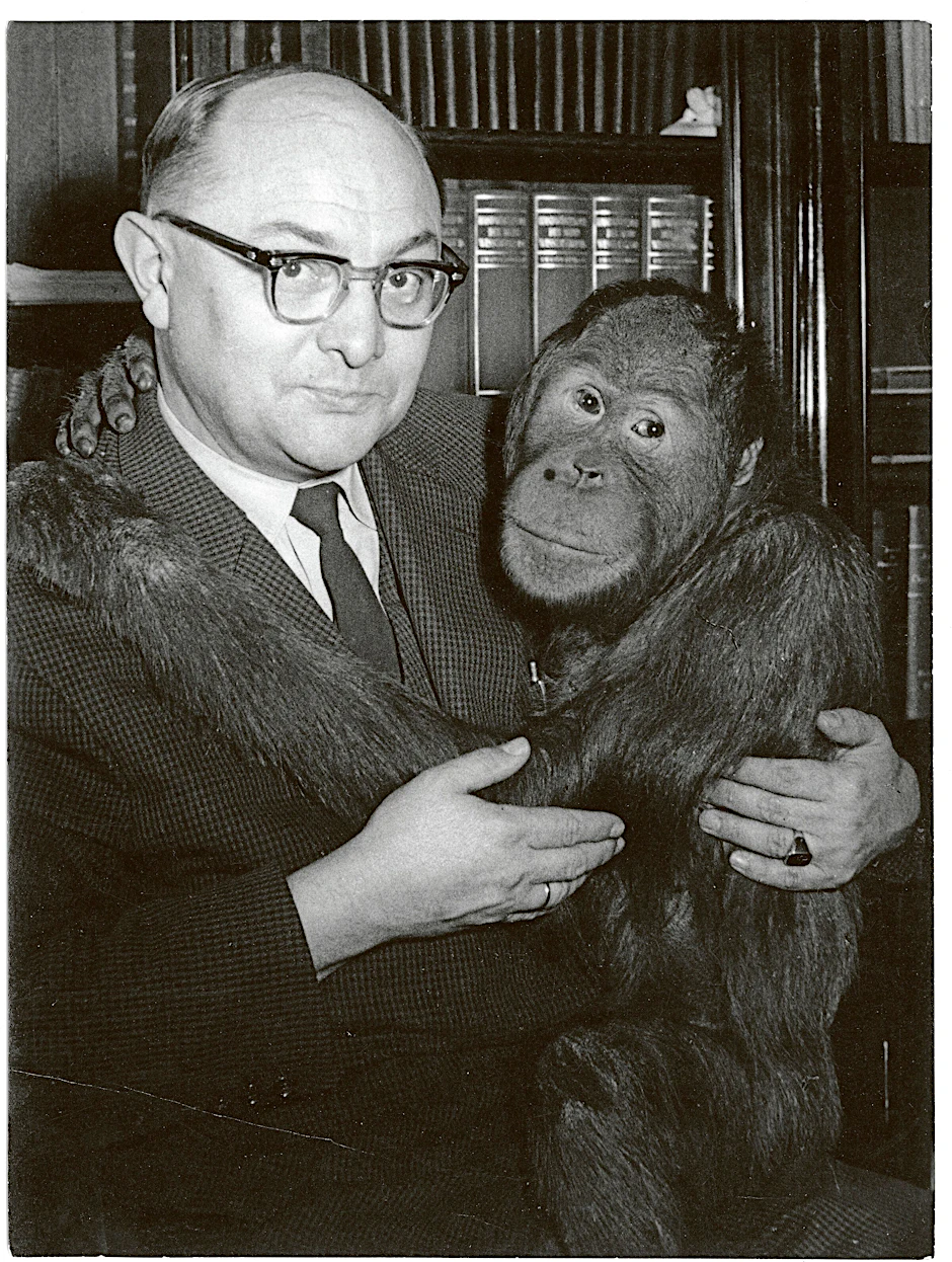 Prof. Dr. Heinrich Dathe ließ sich gerne mit Tieren ablichten - hier ist er mit Orang-Utan Jussup in seinem Büro. Das Bild entstand im November 1961.