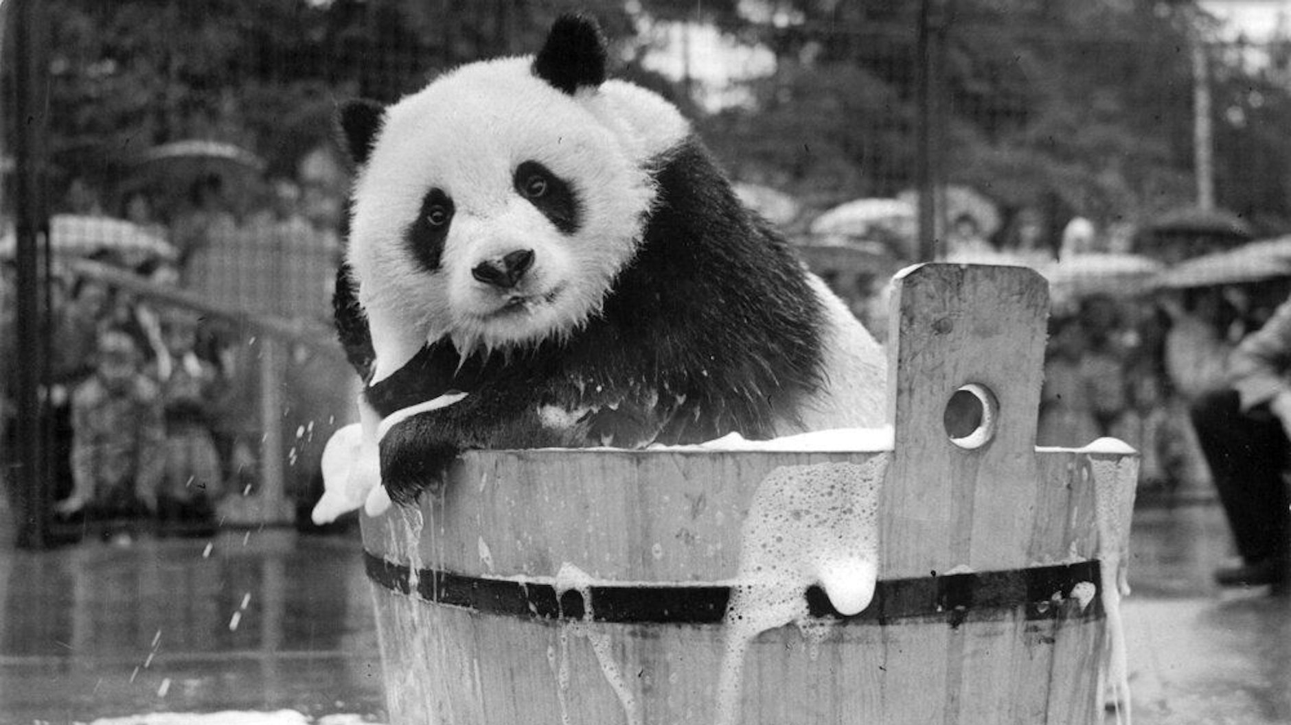 Das war 1958 ein Spektakel, als im Tierpark Panda-Dame Chi Chi gastierte und öffentlich in einem Holzzuber ein Schaumbad genoss.