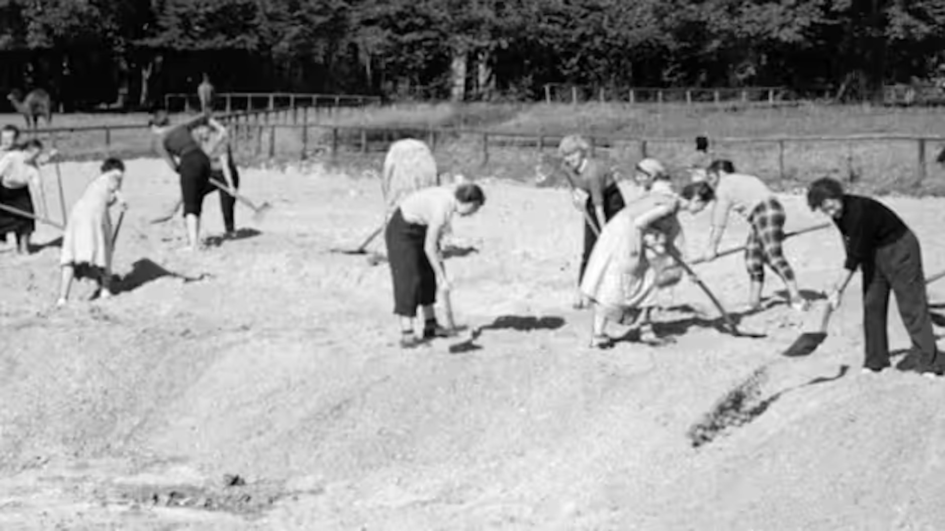 Im Frühjahr 1955 helfen Berliner beim Tierpark-Aufbau, legen hier die spätere Kamelwiese an.