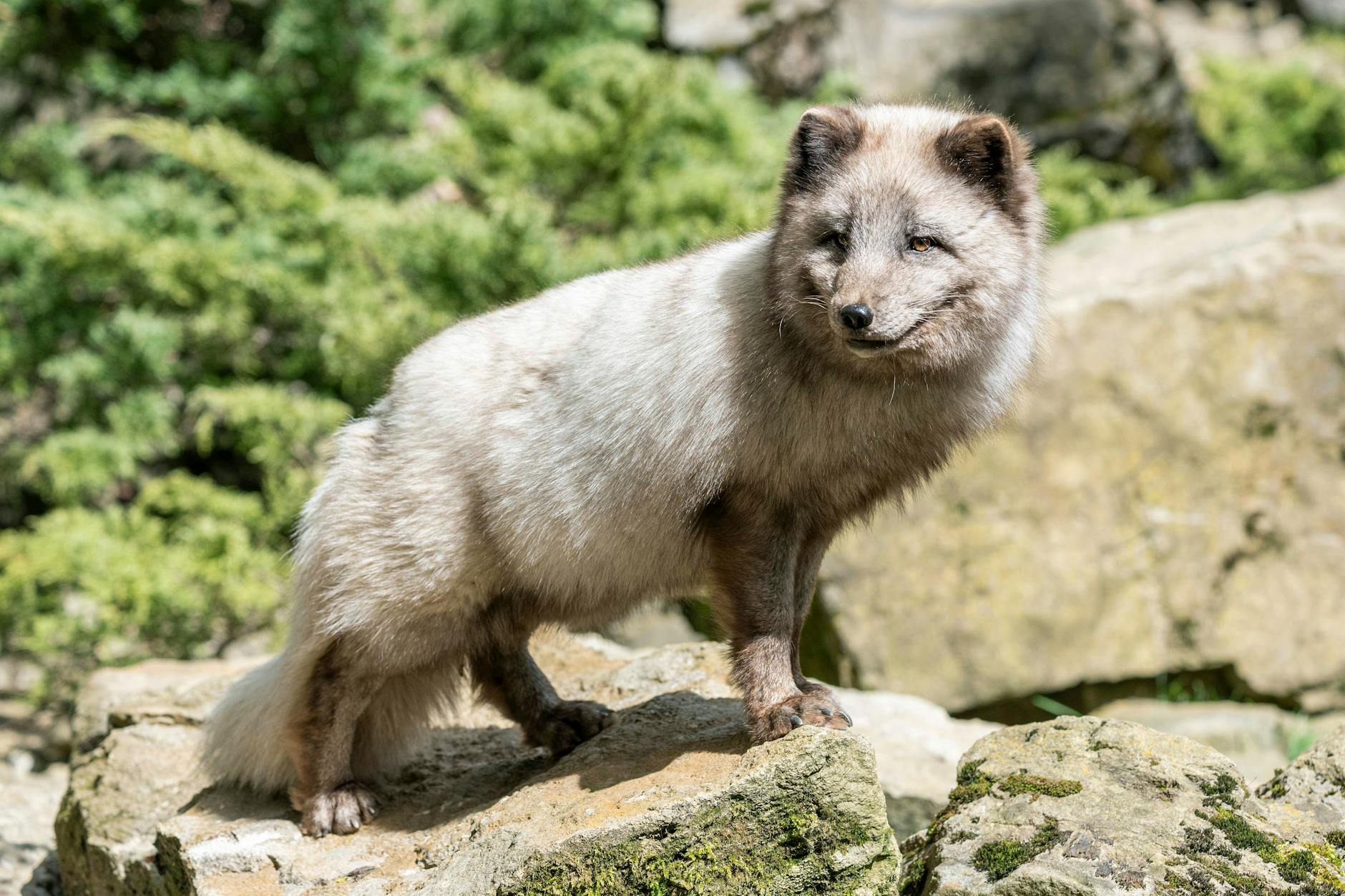 In Velten ist laut Berichten ein Polarfuchs auf privater Haltung entkommen - nun wurde das Tier scheinbar in Berlin gesichtet.