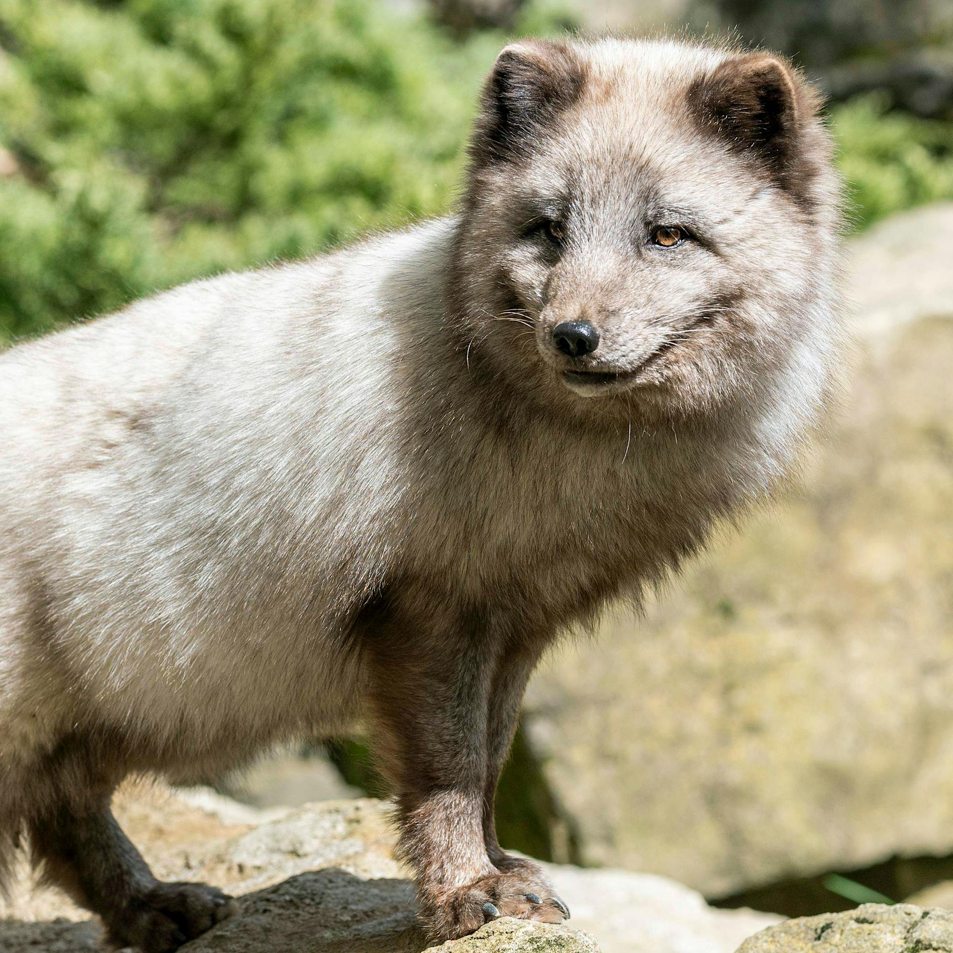 Polarfuchs in Berlin auf der Flucht! Wie gefährlich ist er für uns?