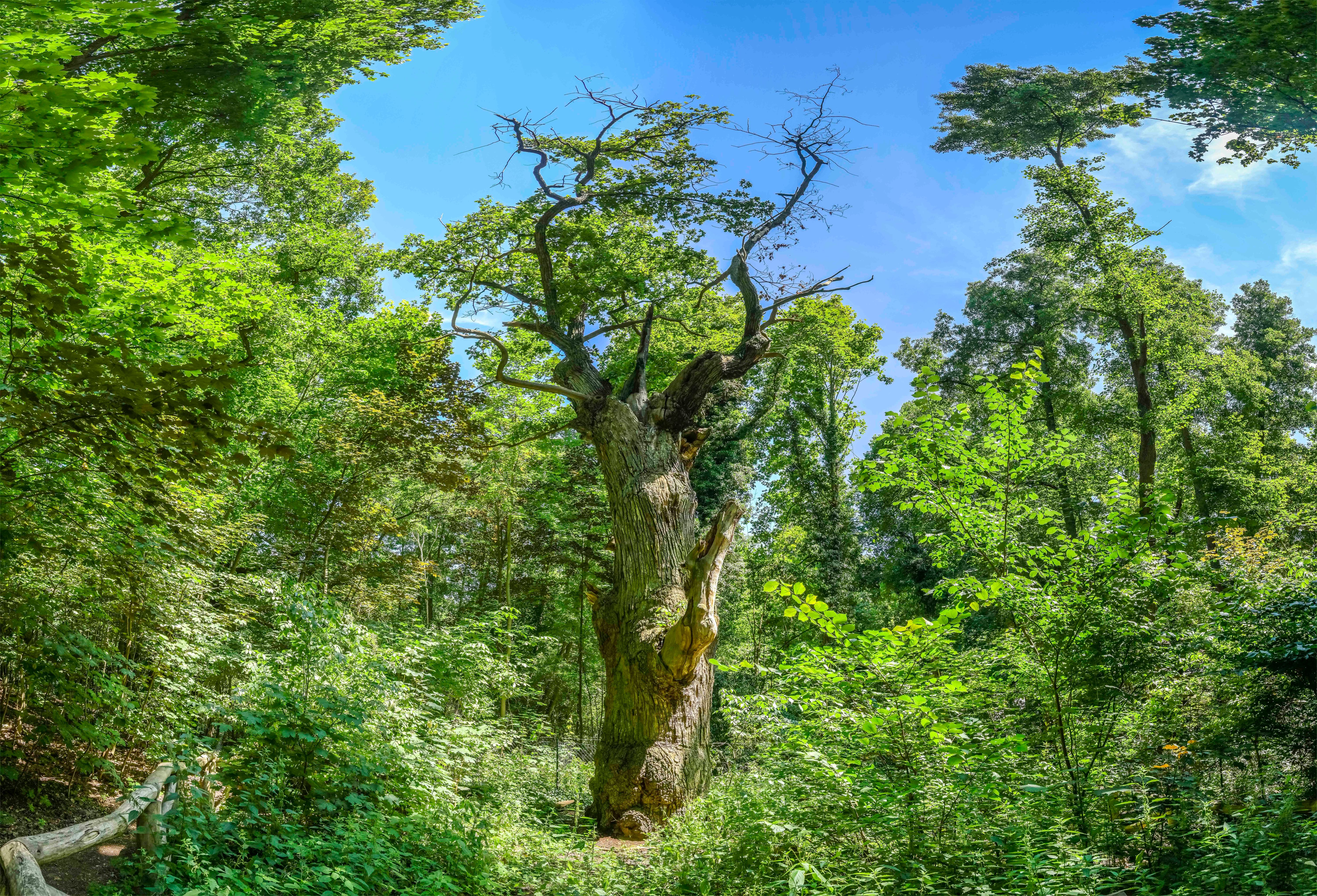 Sturm zerstört Berliner Jahrhundertbaum – „Dicke Marie“ überlebt!