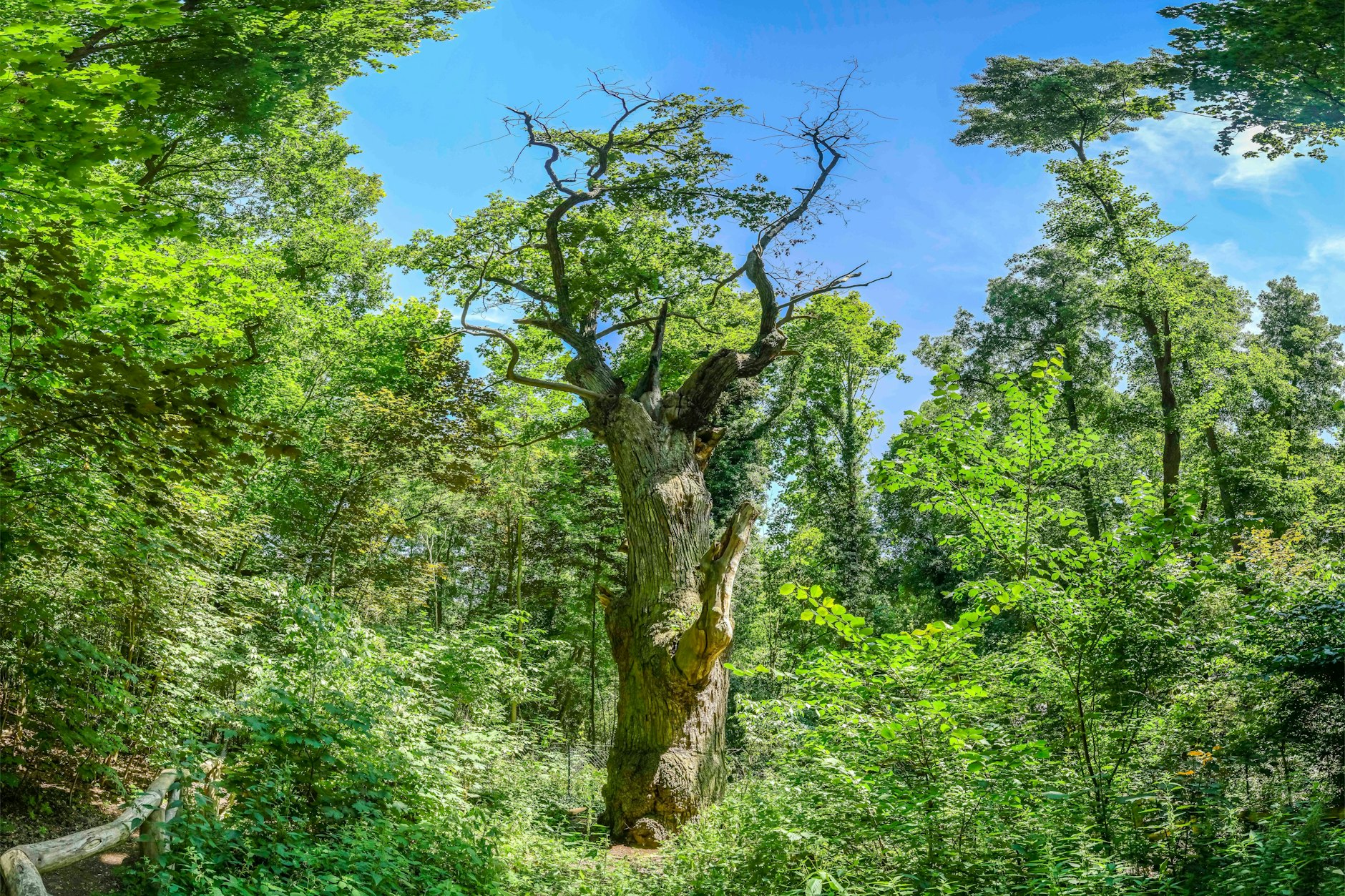Die Dicke Marie am Tegeler See in Reinickendorf hat die schweren Stürme der vergangenen Tage überstanden. Andere Bäume hatten weniger Glück.