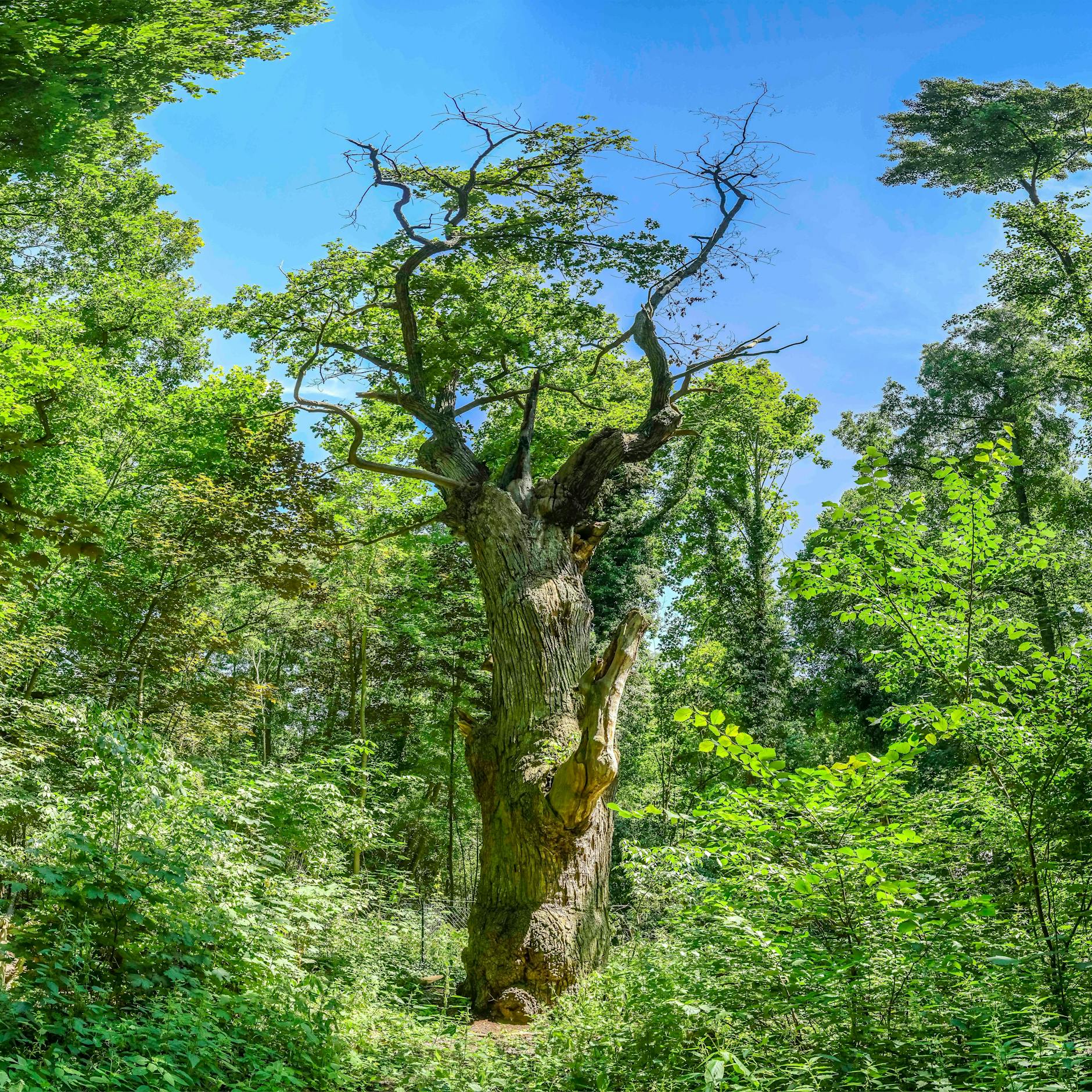 Sturm zerstört Berliner Jahrhundertbaum – „Dicke Marie“ überlebt!