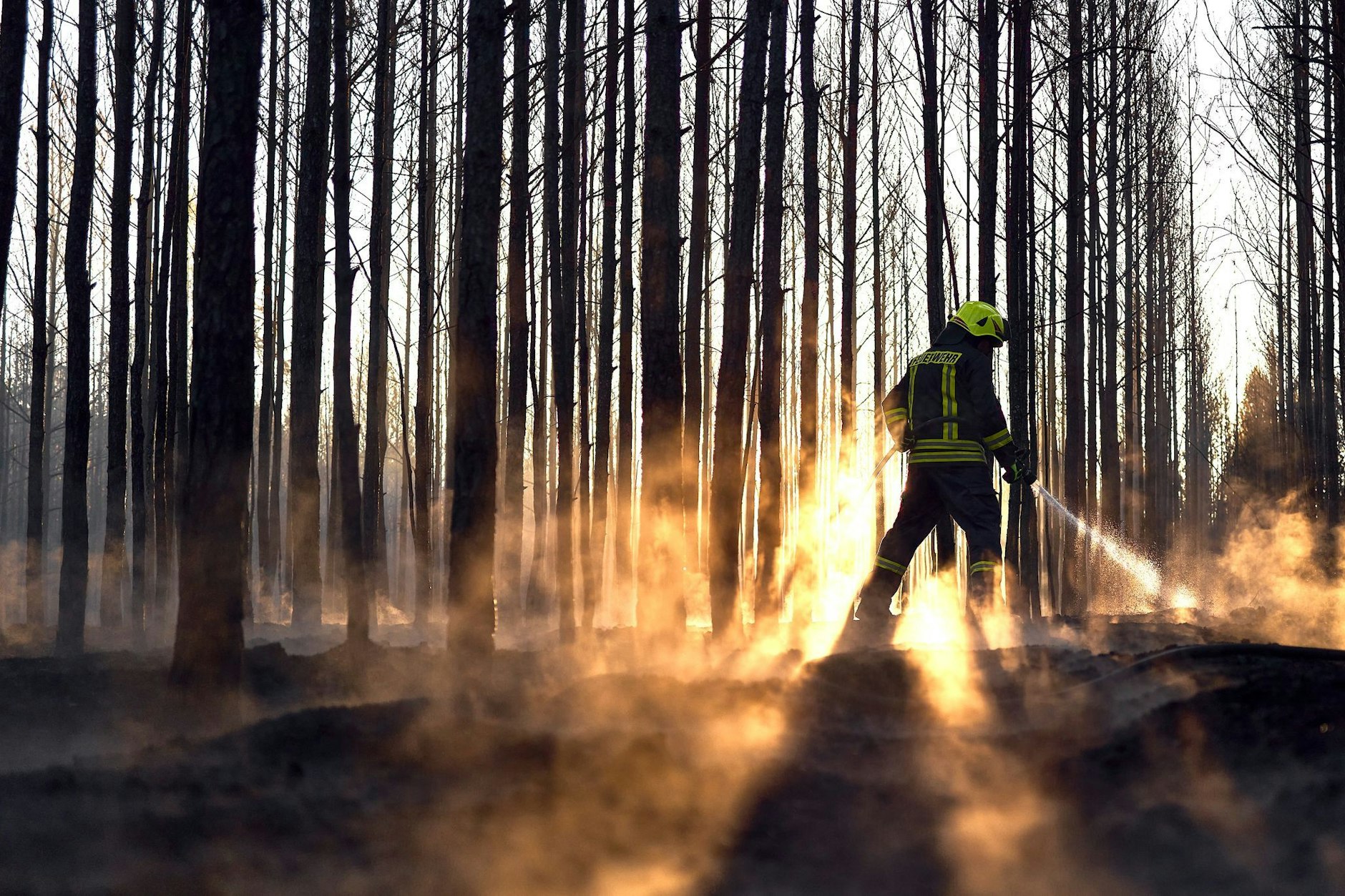 Die Feuerwehr löscht noch letzte Glutnester nach dem Waldbrand bei Sonnewalde in Brandenburg.
