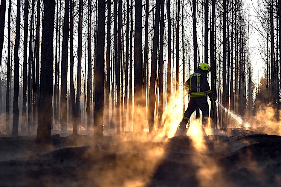 Die Feuerwehr löscht noch letzte Glutnester nach dem Waldbrand bei Sonnewalde in Brandenburg.