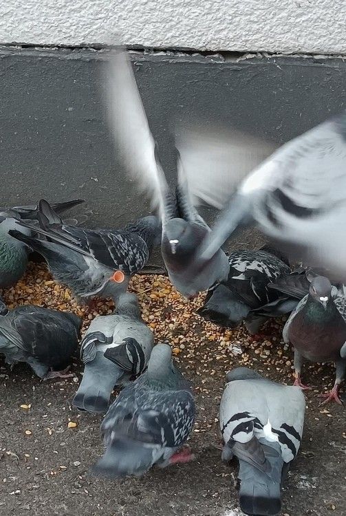 Image - 500 Euro Belohnung: Irrer Tierquäler schießt in Berlin Tauben ab!