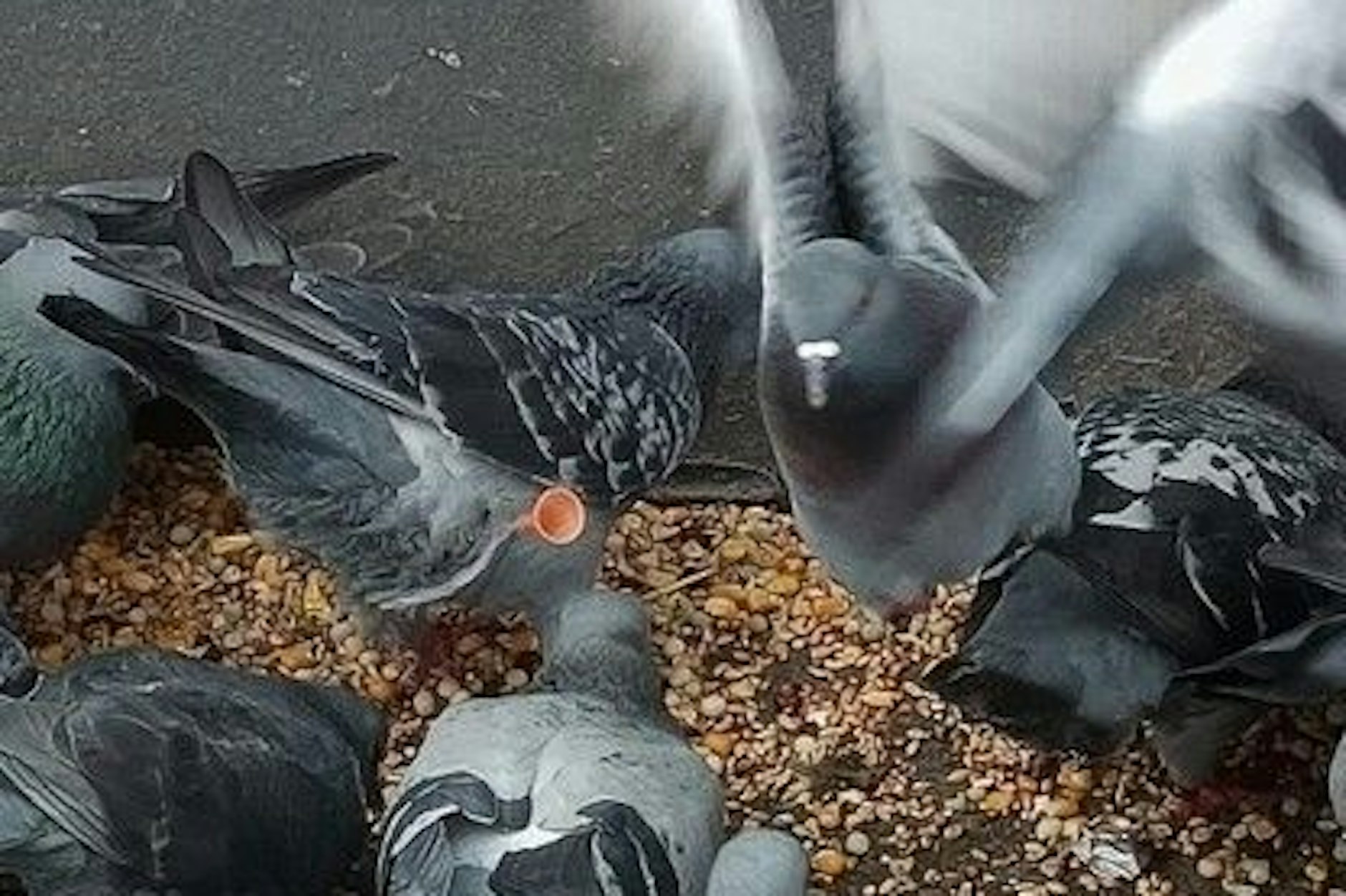 Die angeschossene Taube, die Tierfreunde am Bahnhof Wittenau fanden.