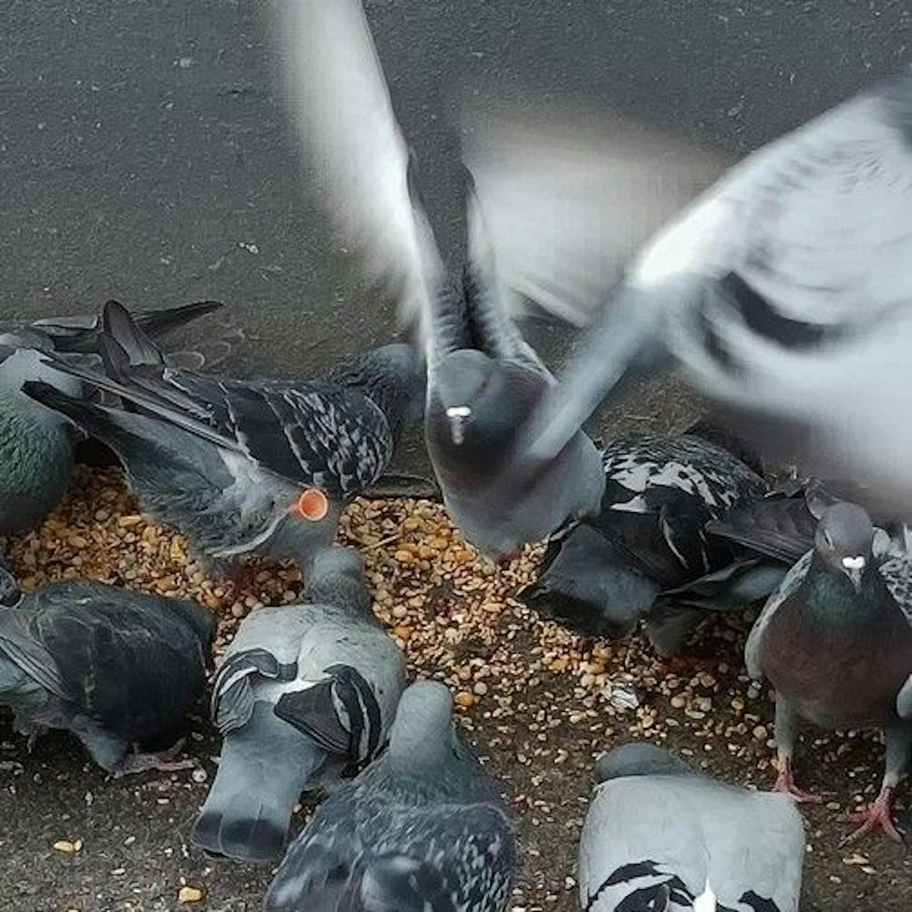 500 Euro Belohnung: Irrer Tierquäler schießt in Berlin Tauben ab!