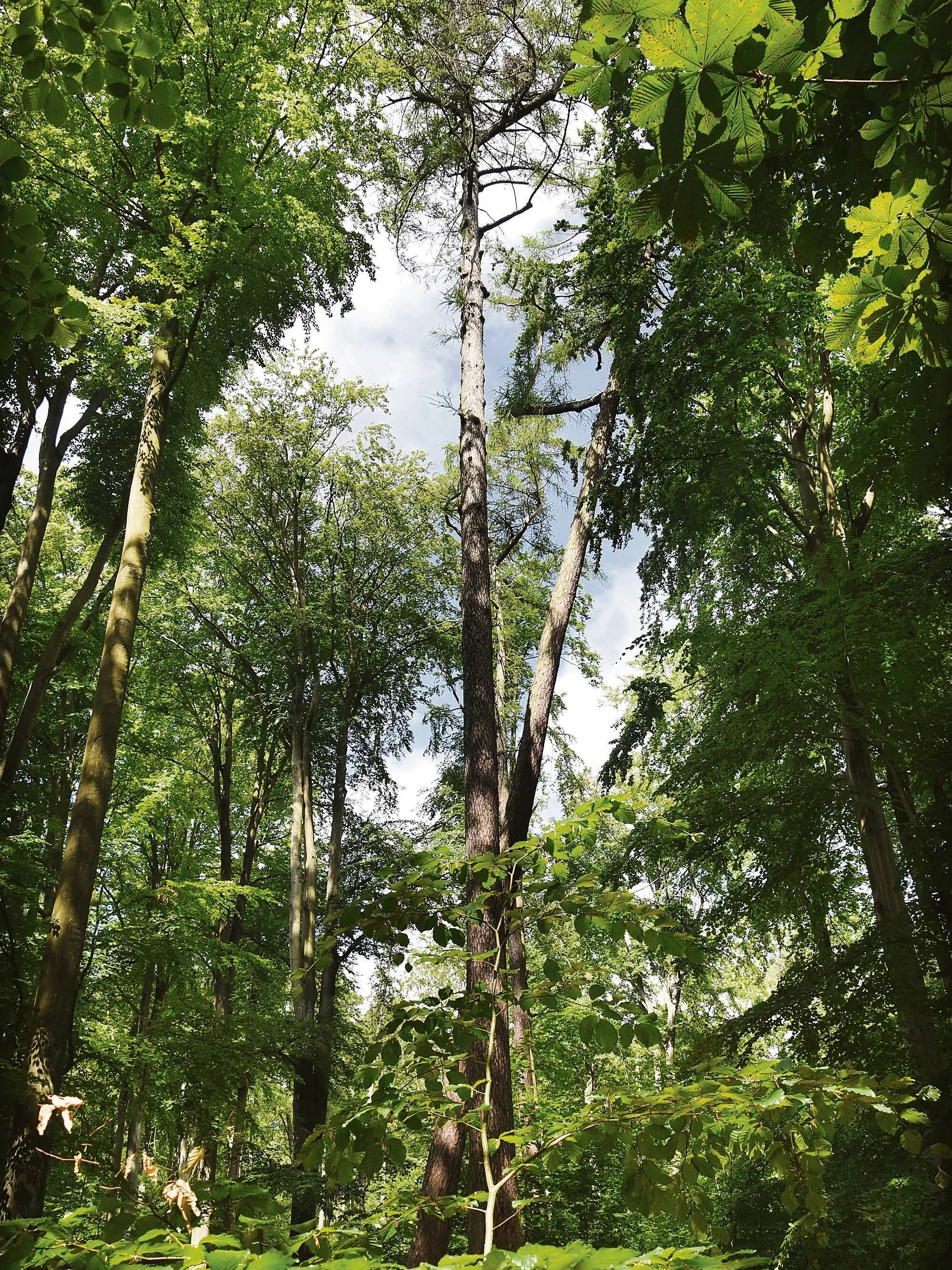 Die Burgsdorff-Lärche in Berlin-Reinickendorf galt als höchster Baum Berlins. Jetzt ist er derm Sturm zum Opfer gefallen. 