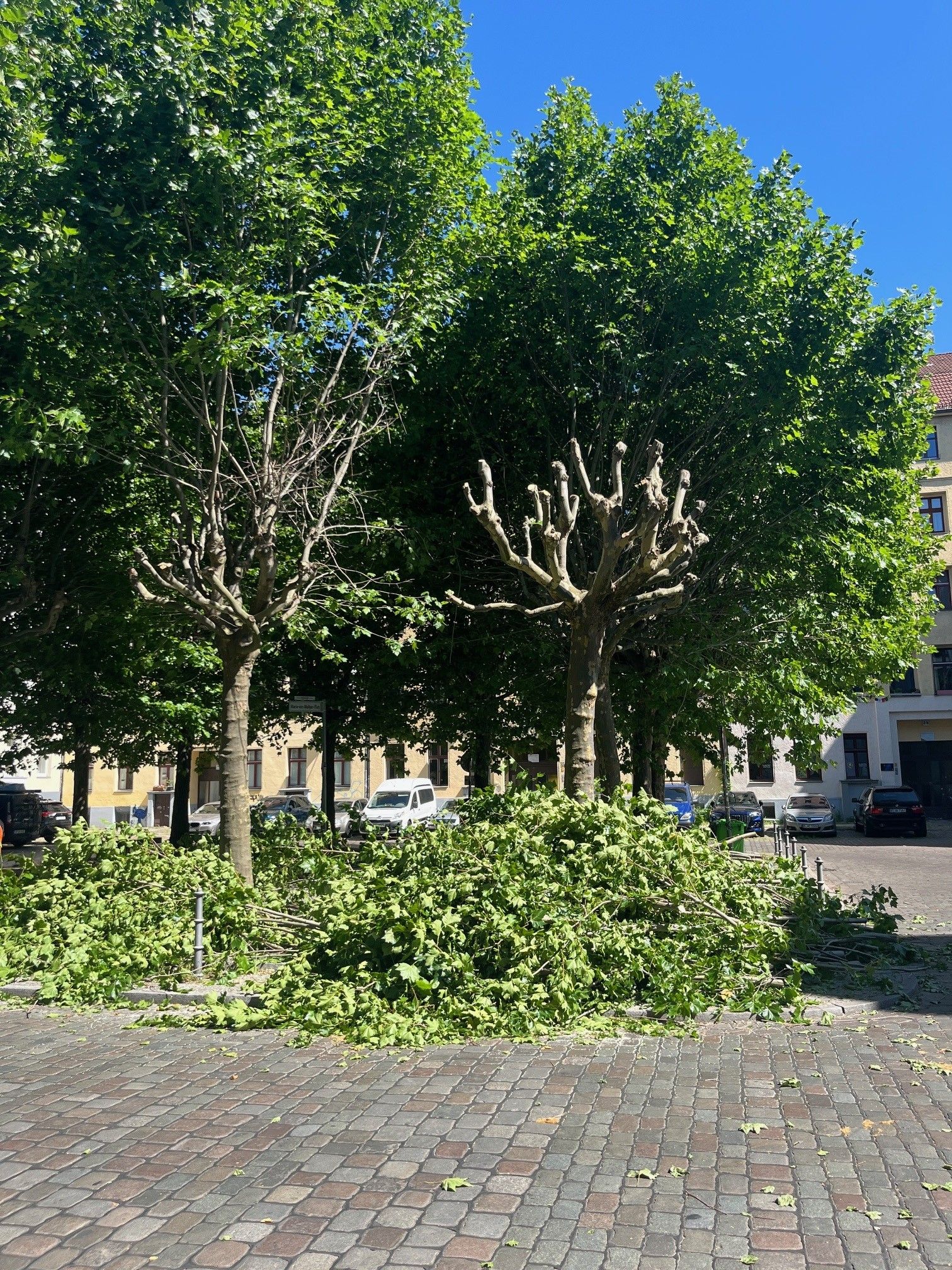 Baumschnitt trotz Hitze: Kreuzberger Anwohner wehren sich gegen Maßnahmen des Bezirks