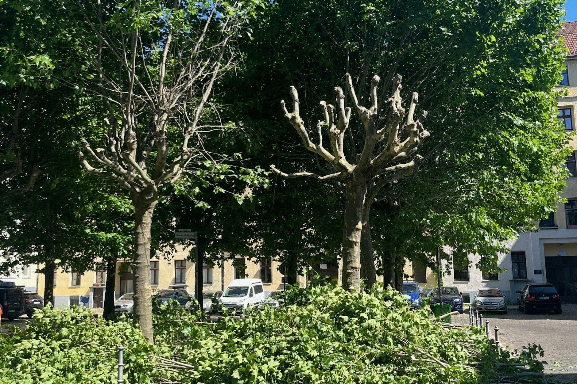 Zwei Bäume wurden bereits von ihren Ästen befreit.