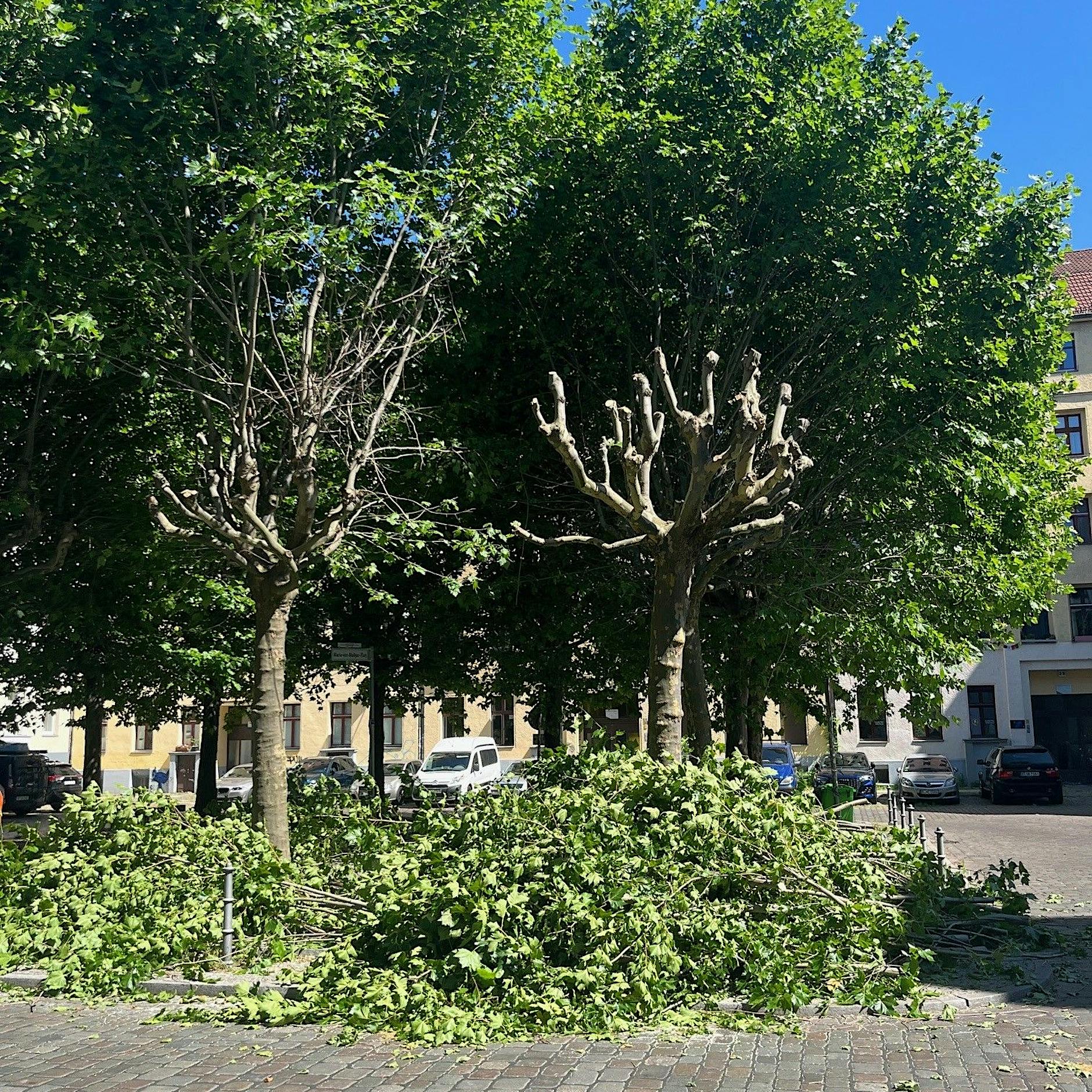 Baumschnitt trotz Hitze: Kreuzberger Anwohner wehren sich gegen Maßnahmen des Bezirks