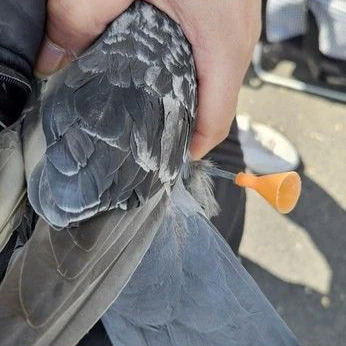 Ein Blasrohrpfeil steckt in der Brust der Taube, die ein Tierquäler am Berliner S-Bahnhof Wittenau abgeschossen hatten.