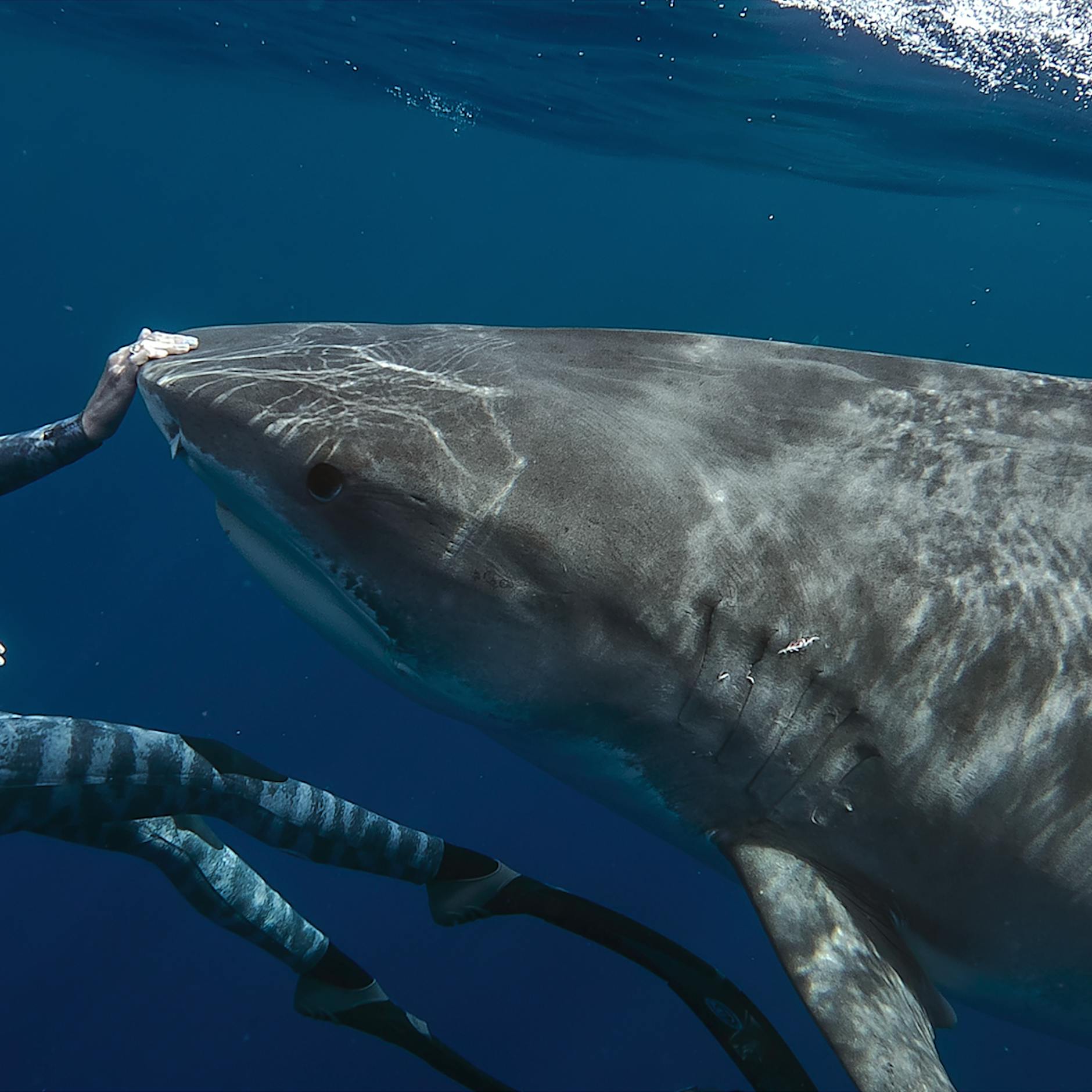 Haiflüsterin packt aus: „Ich will der Welt beweisen, dass sie keine Ungeheuer sind!“