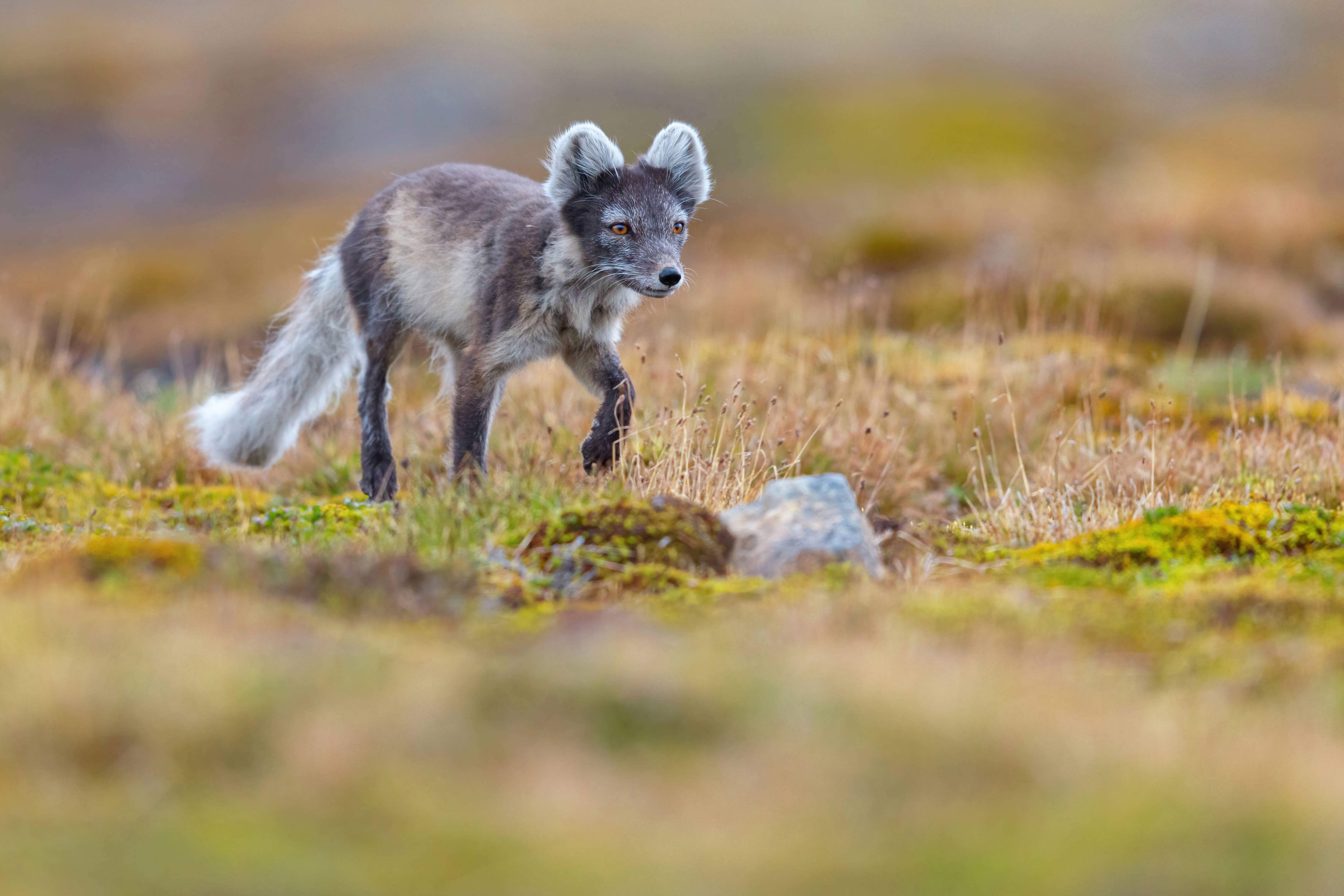 Polarfuchs in Berlin geschnappt: Süßer Besucher ist zurück in Velten!