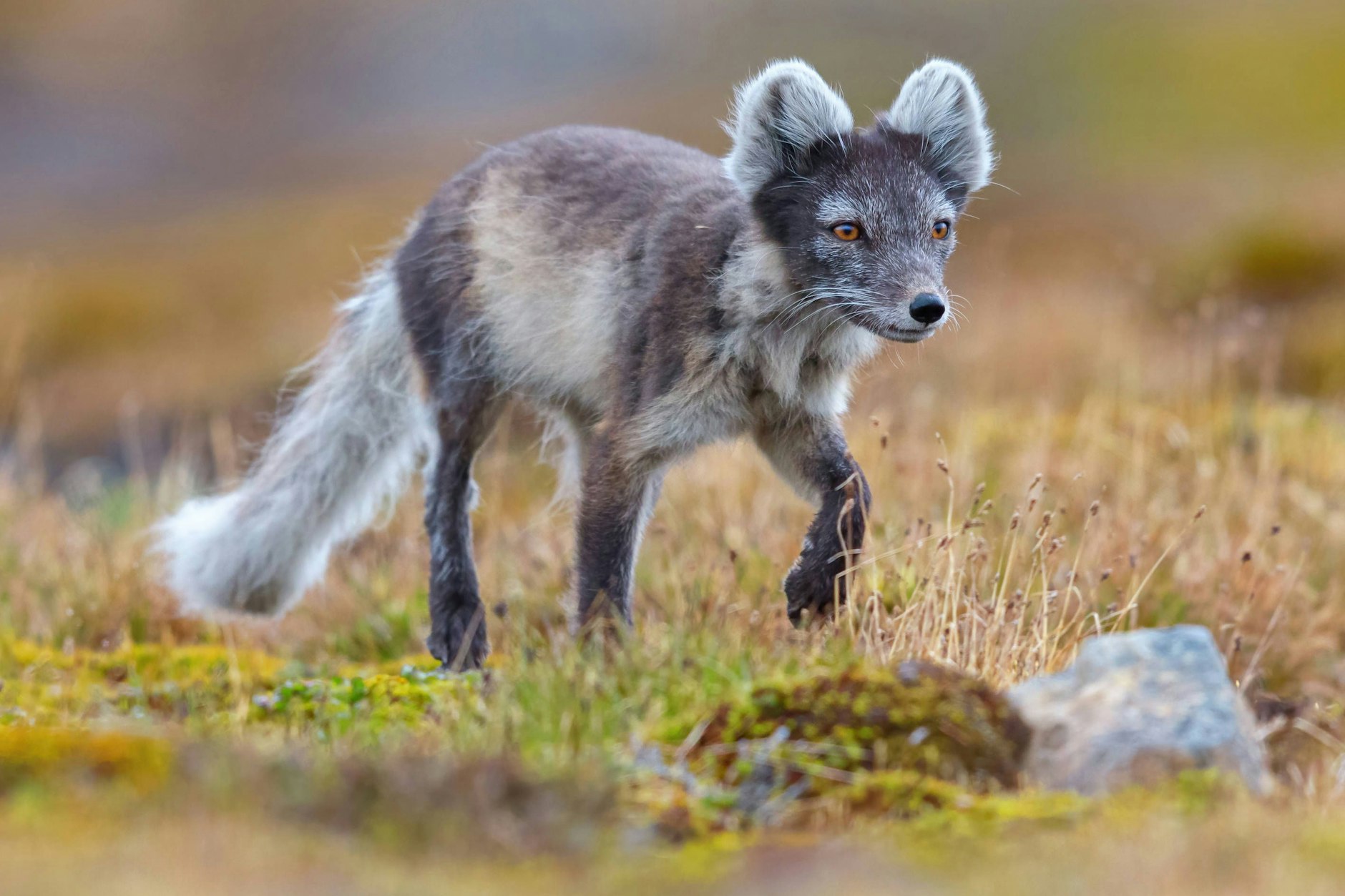Ein Polarfuchs in freier Wildbahn. Zwei der Tiere waren vor Tagen bei einem Halter in Velten in Brandenburg getürmt. Eins schaffte es bis nach Berlin.