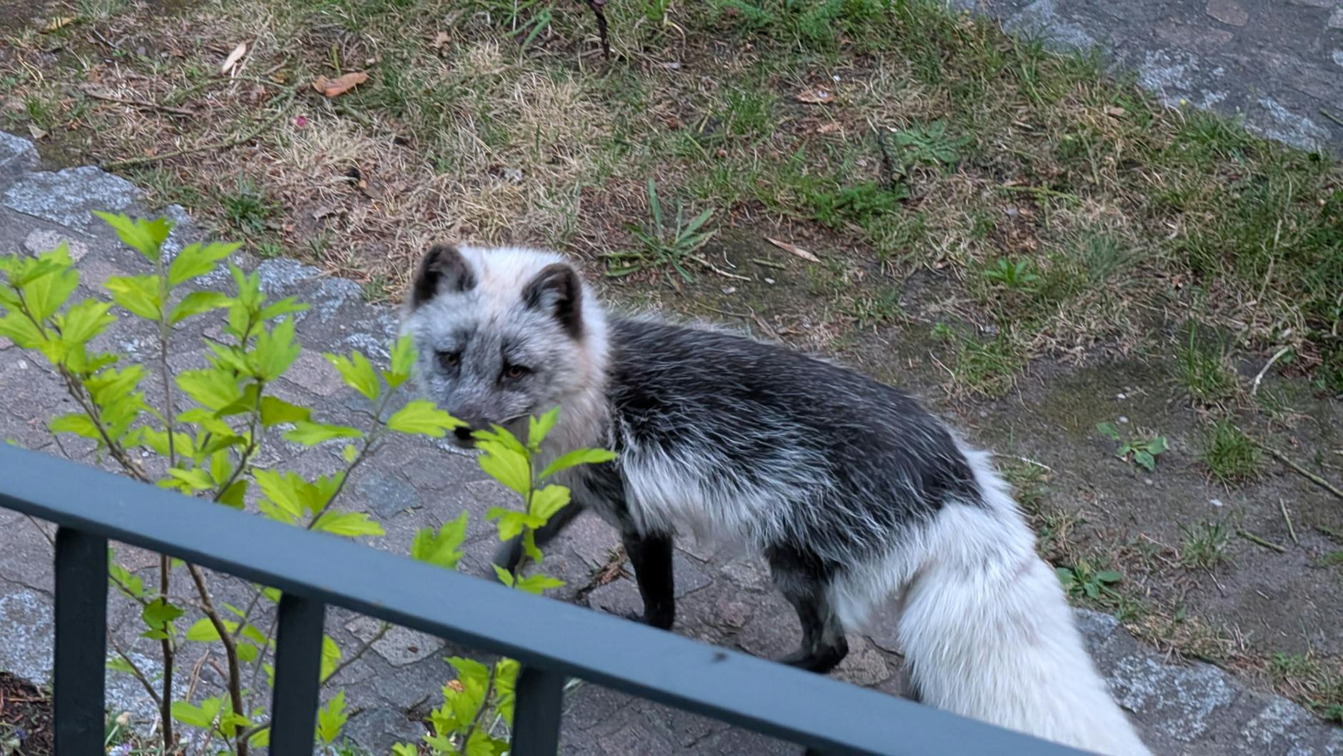 Possierliches Tierchen: Ein Anwohner fotografierte den Polarfuchs bei seiner Wanderung durch den Berliner Norden. Inzwischen ist das Tier wieder zurück beim Halter.