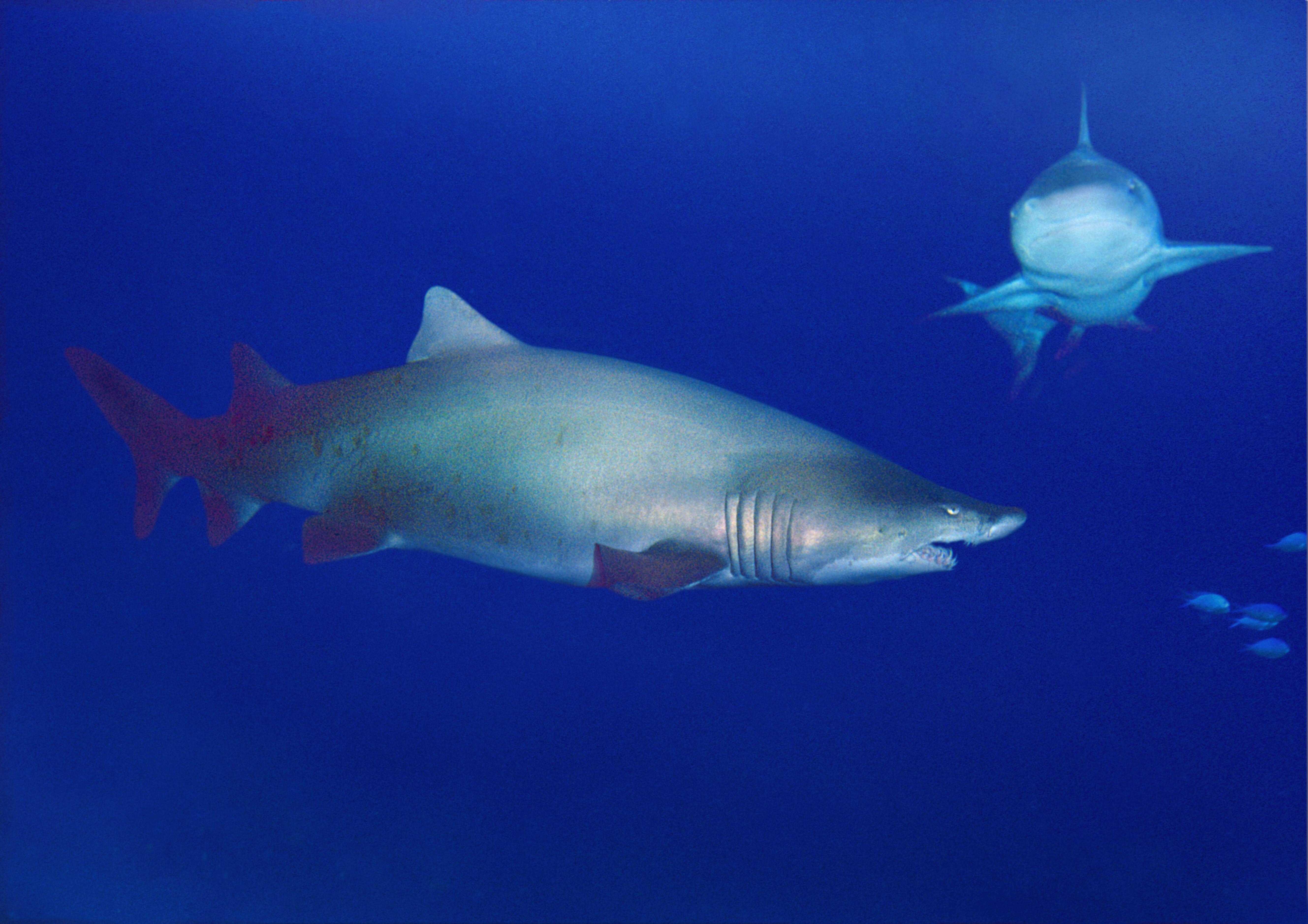 Image - Hai-Sichtungen im Mittelmeer: Diese Urlaubsregionen gelten als Hotspots