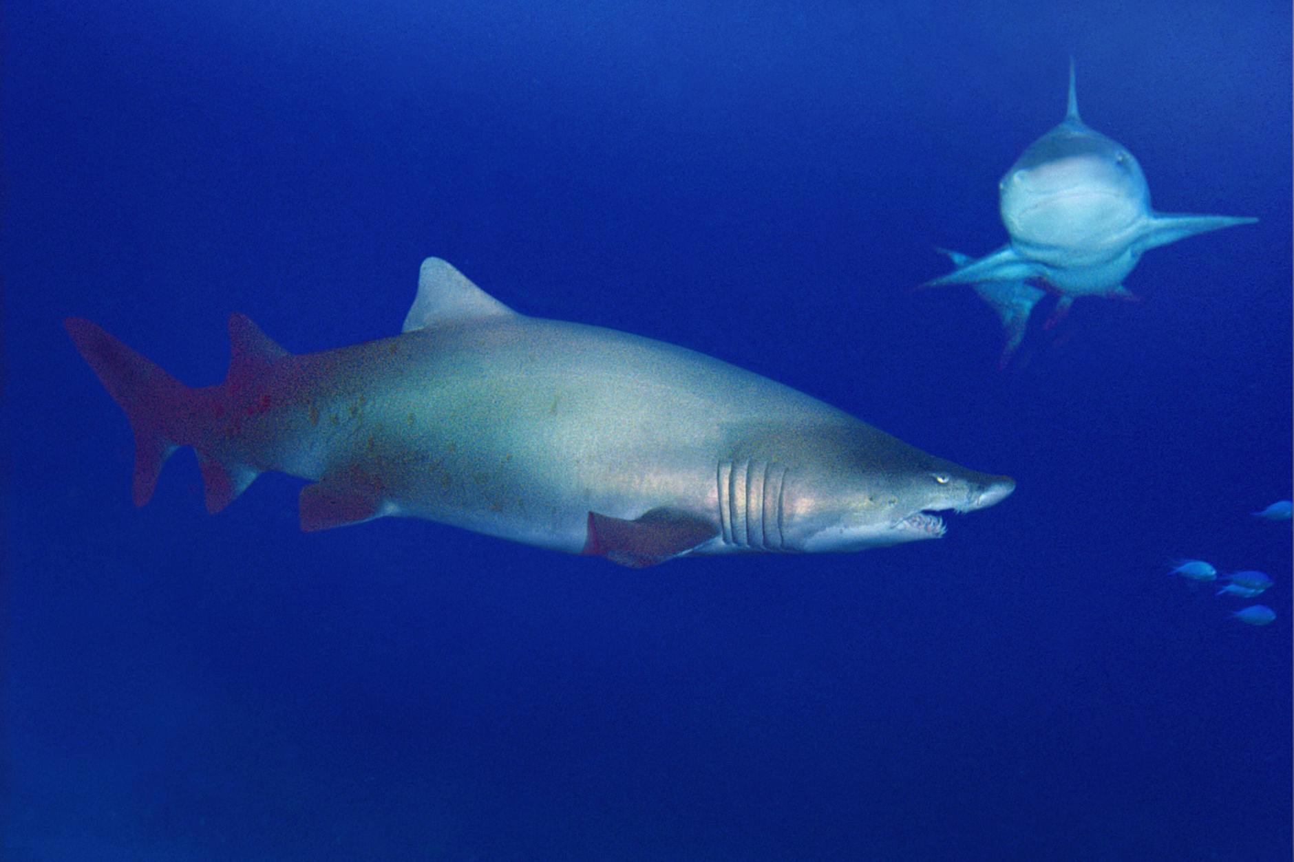 Haie sind im auch im Mittelmeer heimisch.