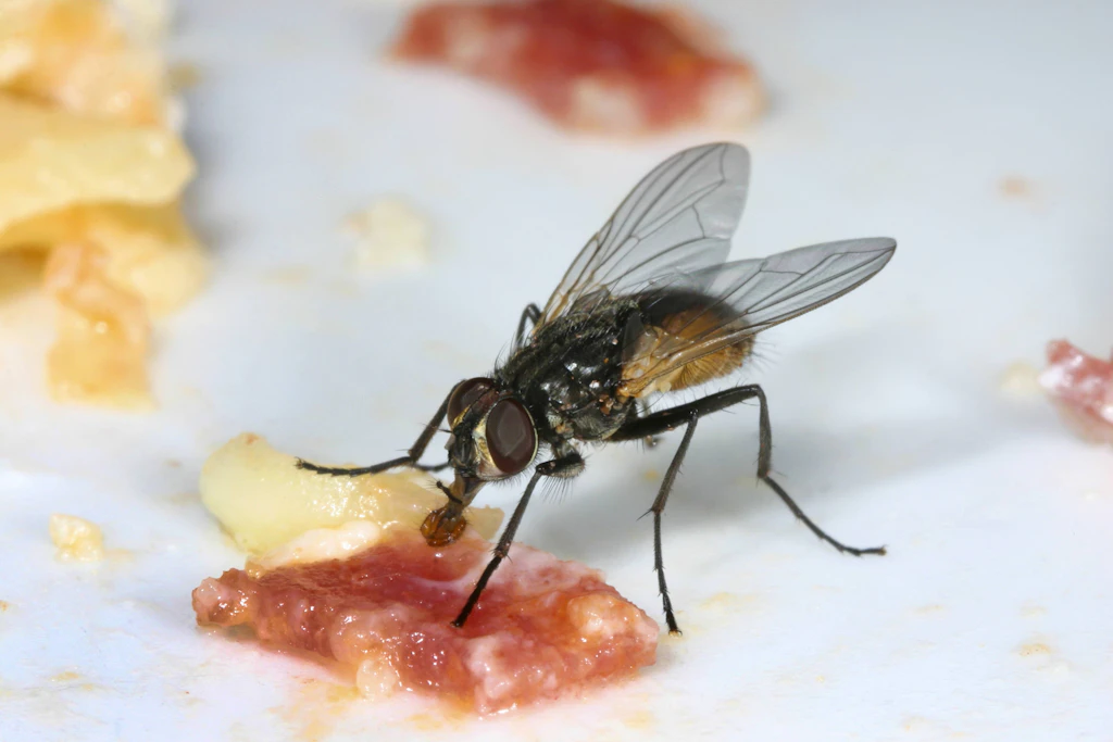 Nervige Fliegen: Mit diesen Gewürzen verjagen Sie eklige Plagegeister