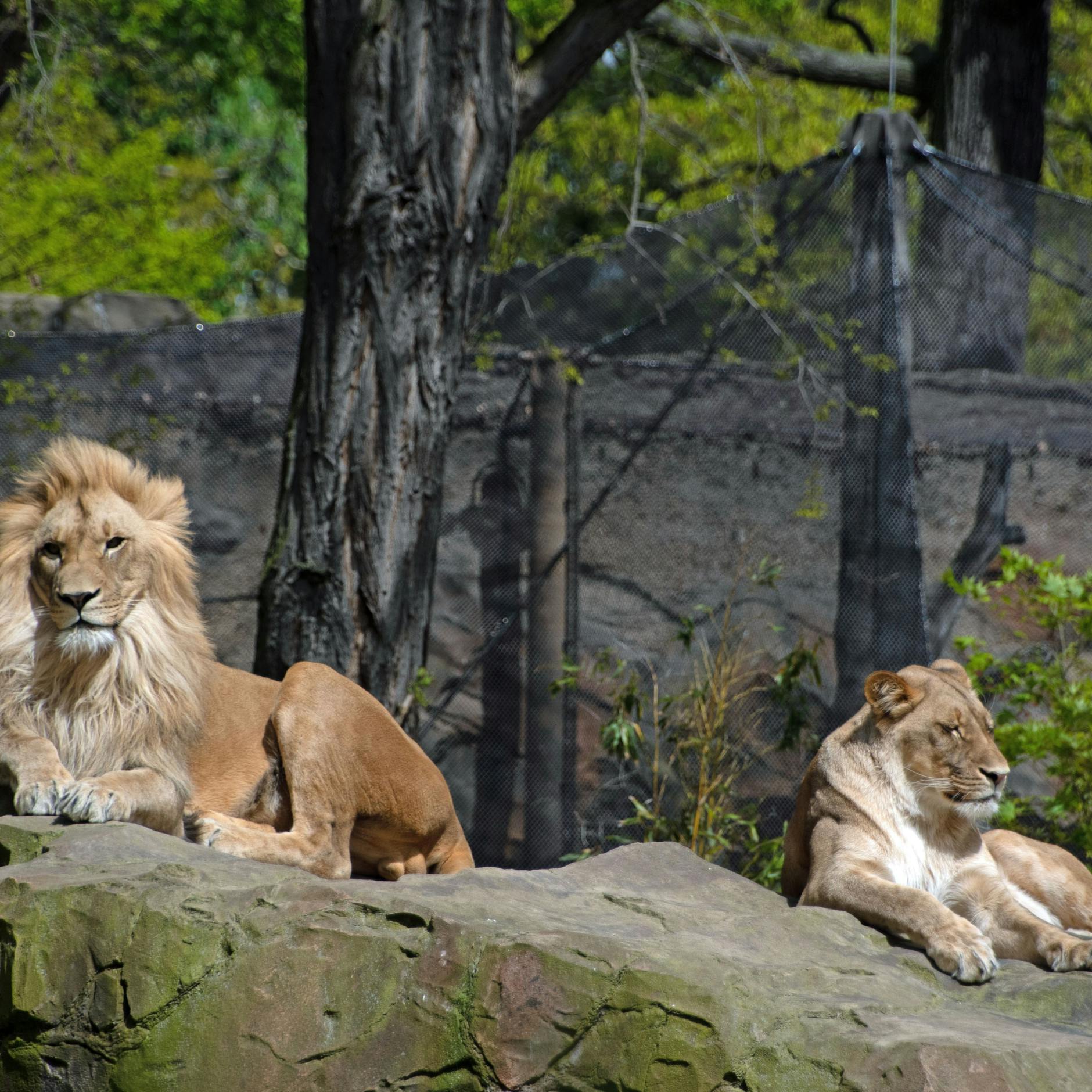 Image - Wildschwein, Löwe, Bär & Co.: Was man tun soll, wenn man einem Wildtier begegnet
