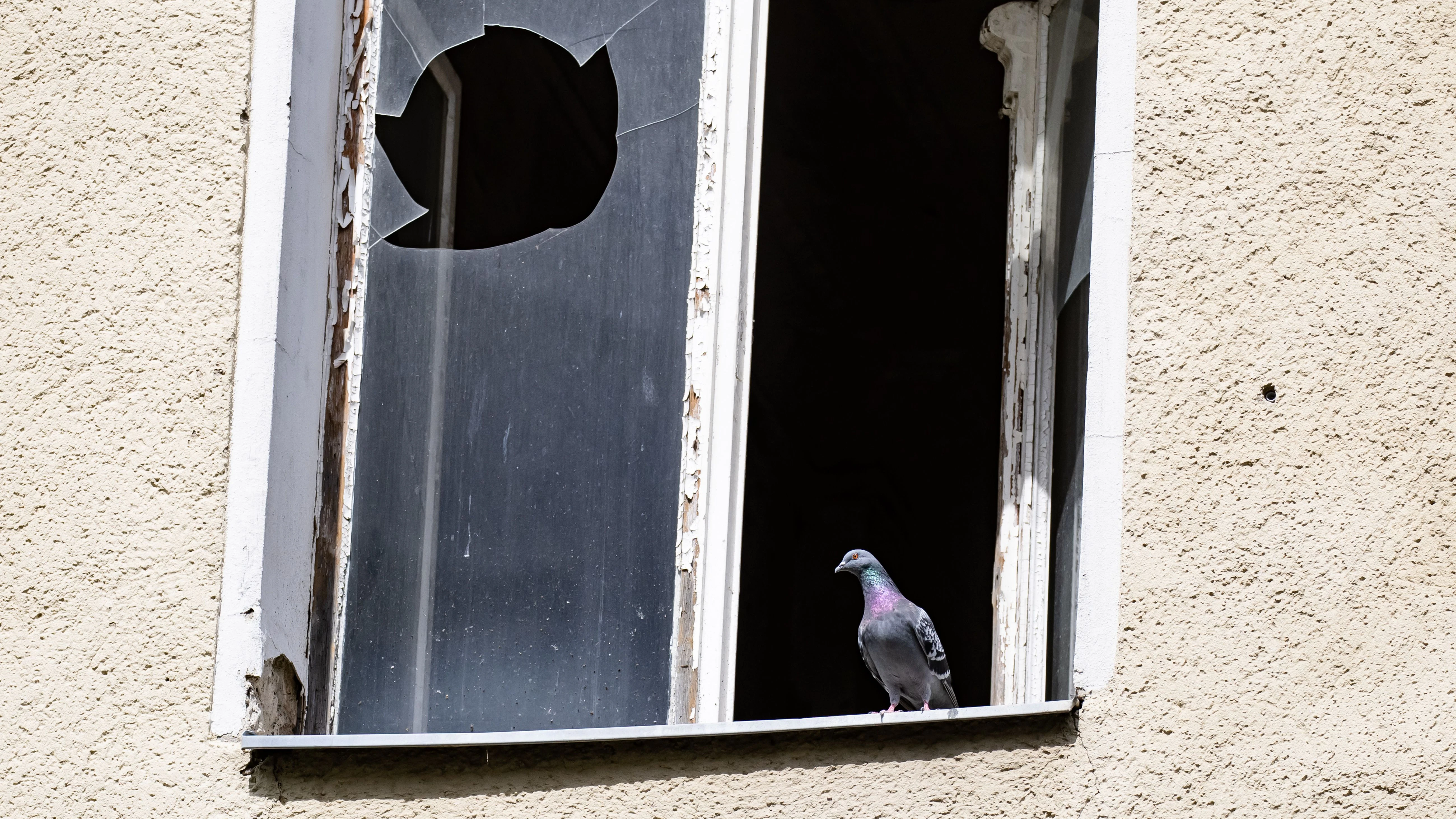 Tauben und Ratten leben in der Ruine in der Burgsdorfstraße.