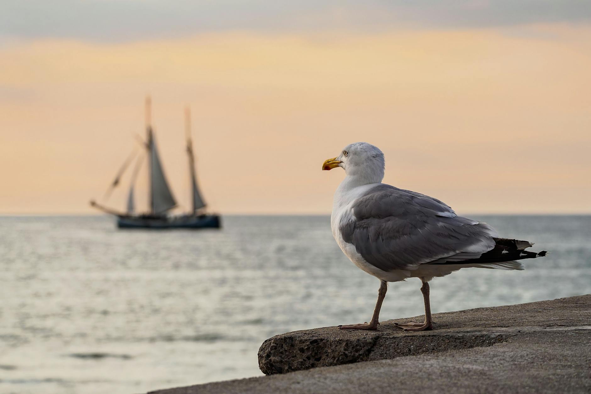 Segelschiff und Möwe: Bald ist wieder Hanse Sail in Rostock.