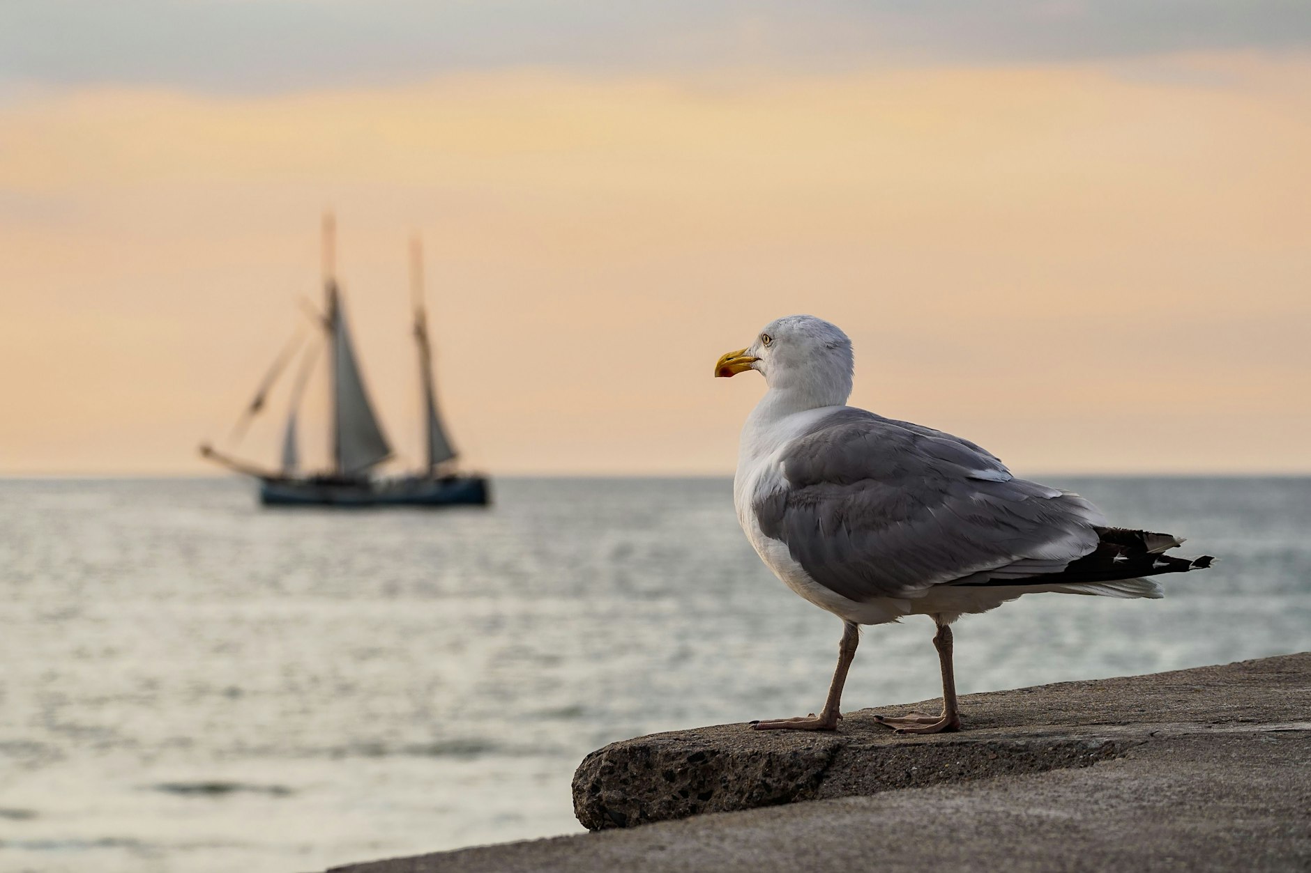 Segelschiff und Möwe: Bald ist wieder Hanse Sail in Rostock.