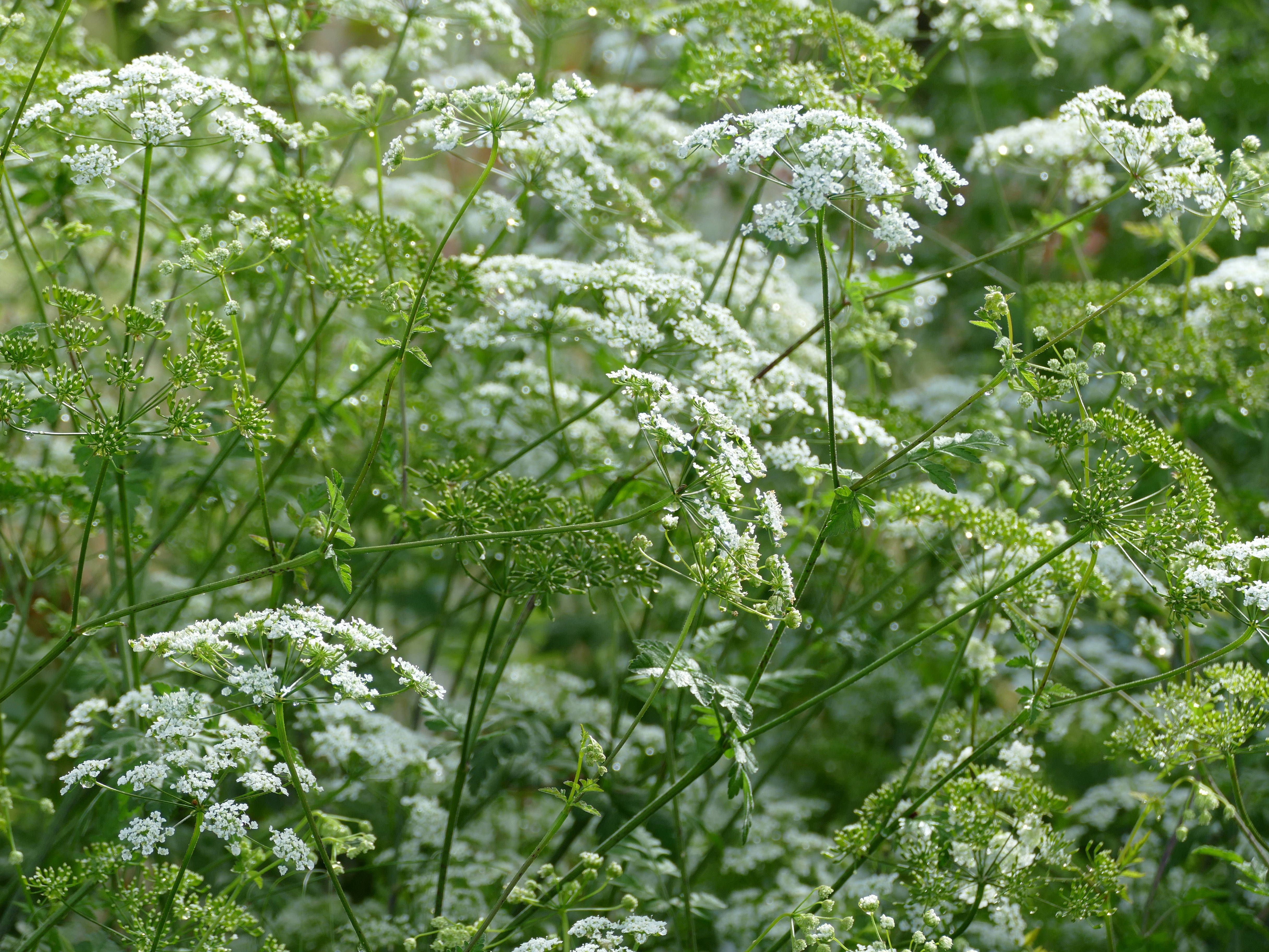 Spaziergänger in Gefahr: Giftpflanze wuchert im Berliner Umland