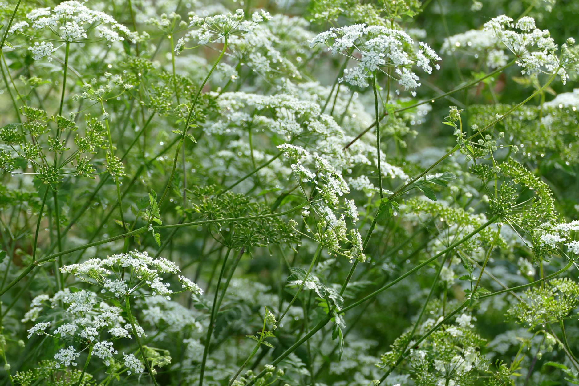 Der Gefleckte Schierling sieht harmlos aus, ist aber hochgiftig. Vor allem wächt die Pflanze an Äckern und am Straßenrand.