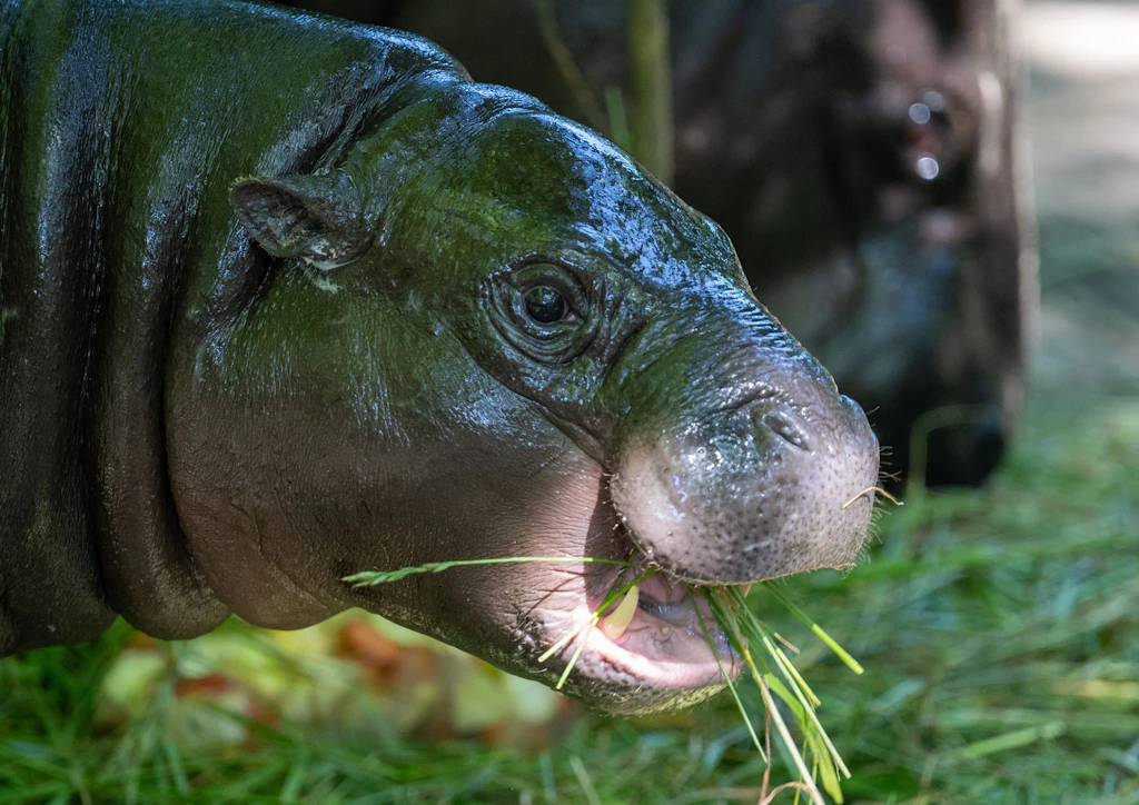 Tschüss, Toni! Tierischer Star verlässt Zoo Berlin