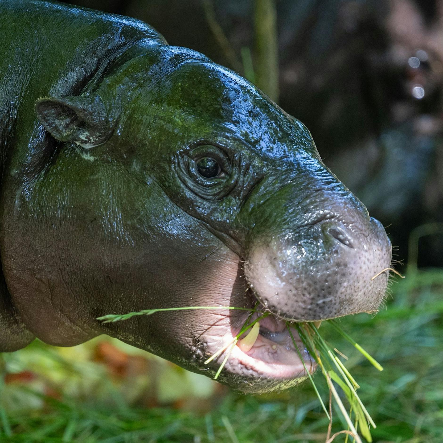 Tschüss, Toni! Tierischer Star verlässt Zoo Berlin
