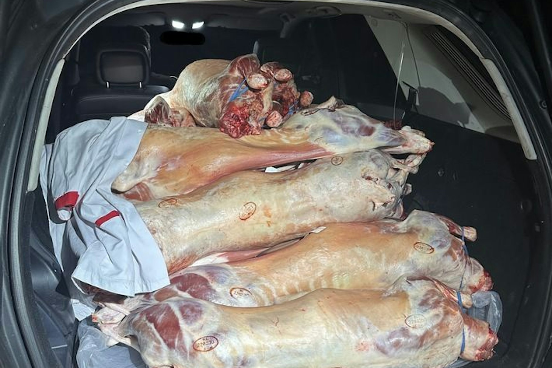 Diese toten Lämmer fand der Zoll in einem Auto.