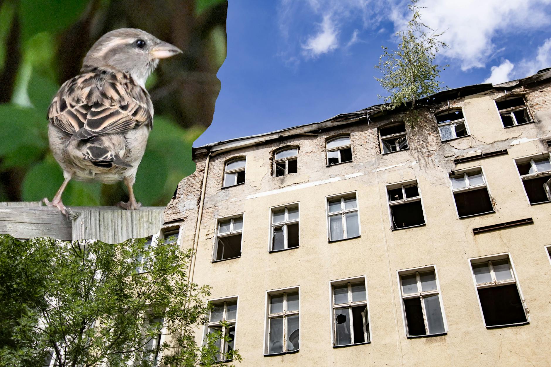 Die Bauruine in der Burgsdorfstrasse 1 in Berlin-Weddding soll abgerissen werden. Doch nun stehen Spatzen dem Projekt im Weg.