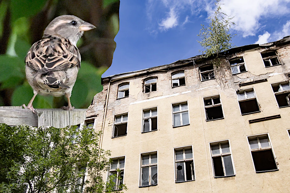 Die Bauruine in der Burgsdorfstrasse 1 in Berlin-Weddding soll abgerissen werden. Doch nun stehen Spatzen dem Projekt im Weg.