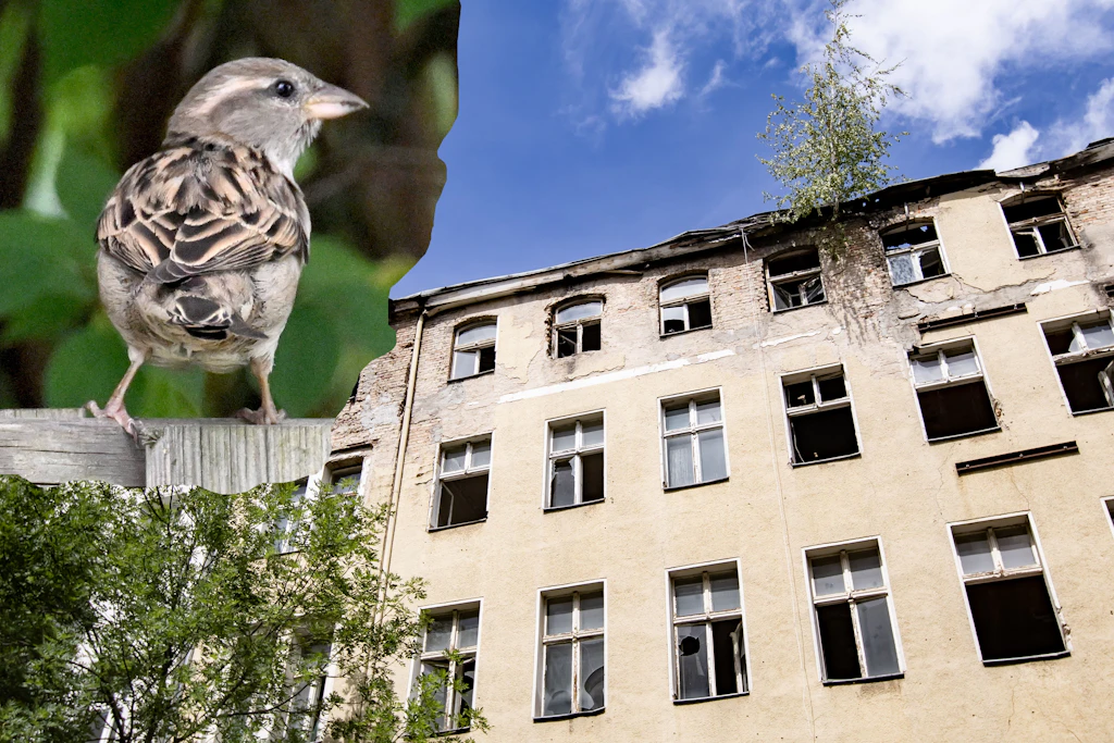 Krasse Wende um Geisterhaus-Ruine in Wedding: Spatzen verhindern Abriss