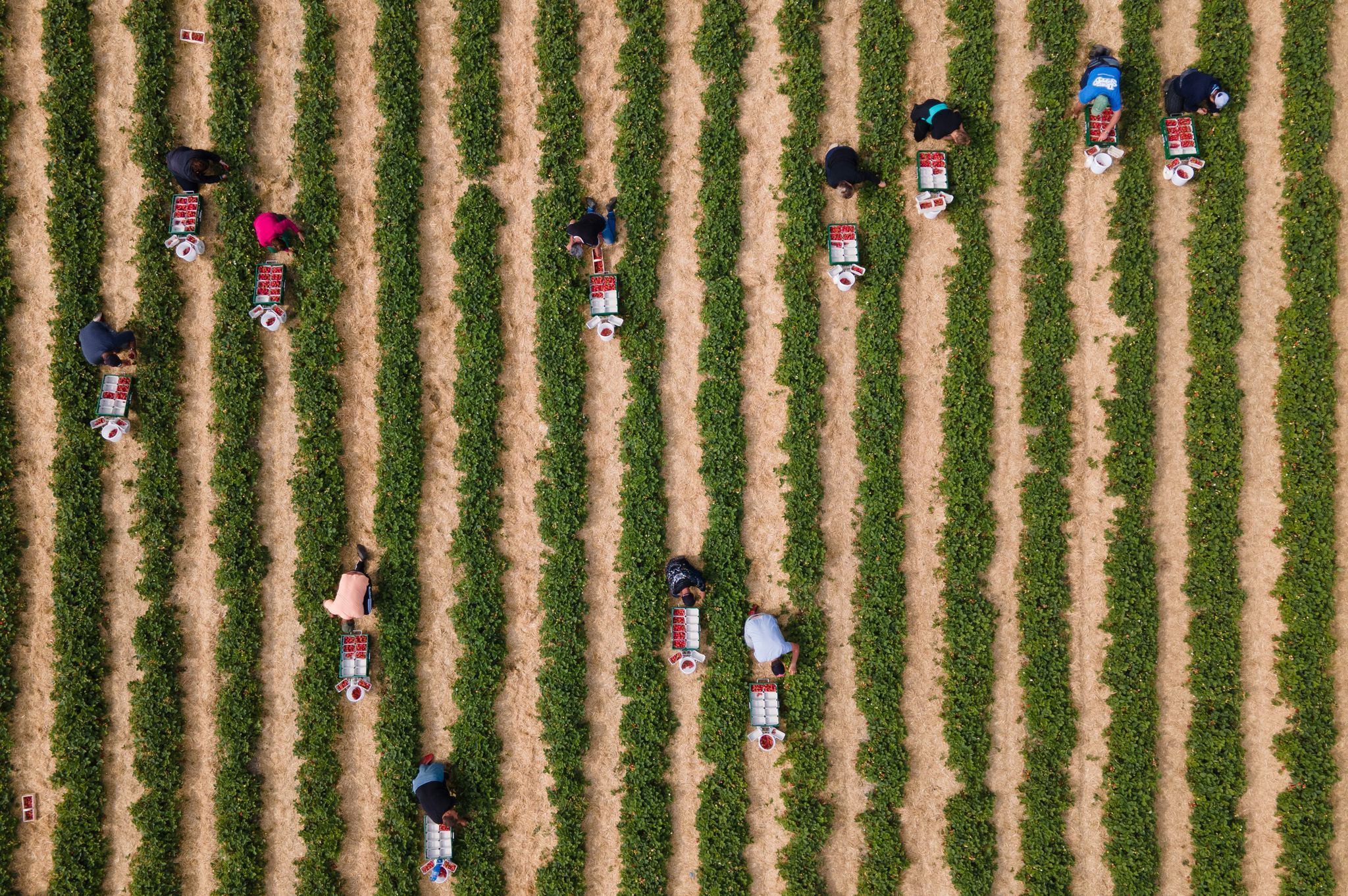 Deutsche Erdbeeren und Spargel bald zu teuer? Ernte fällt historisch niedrig aus