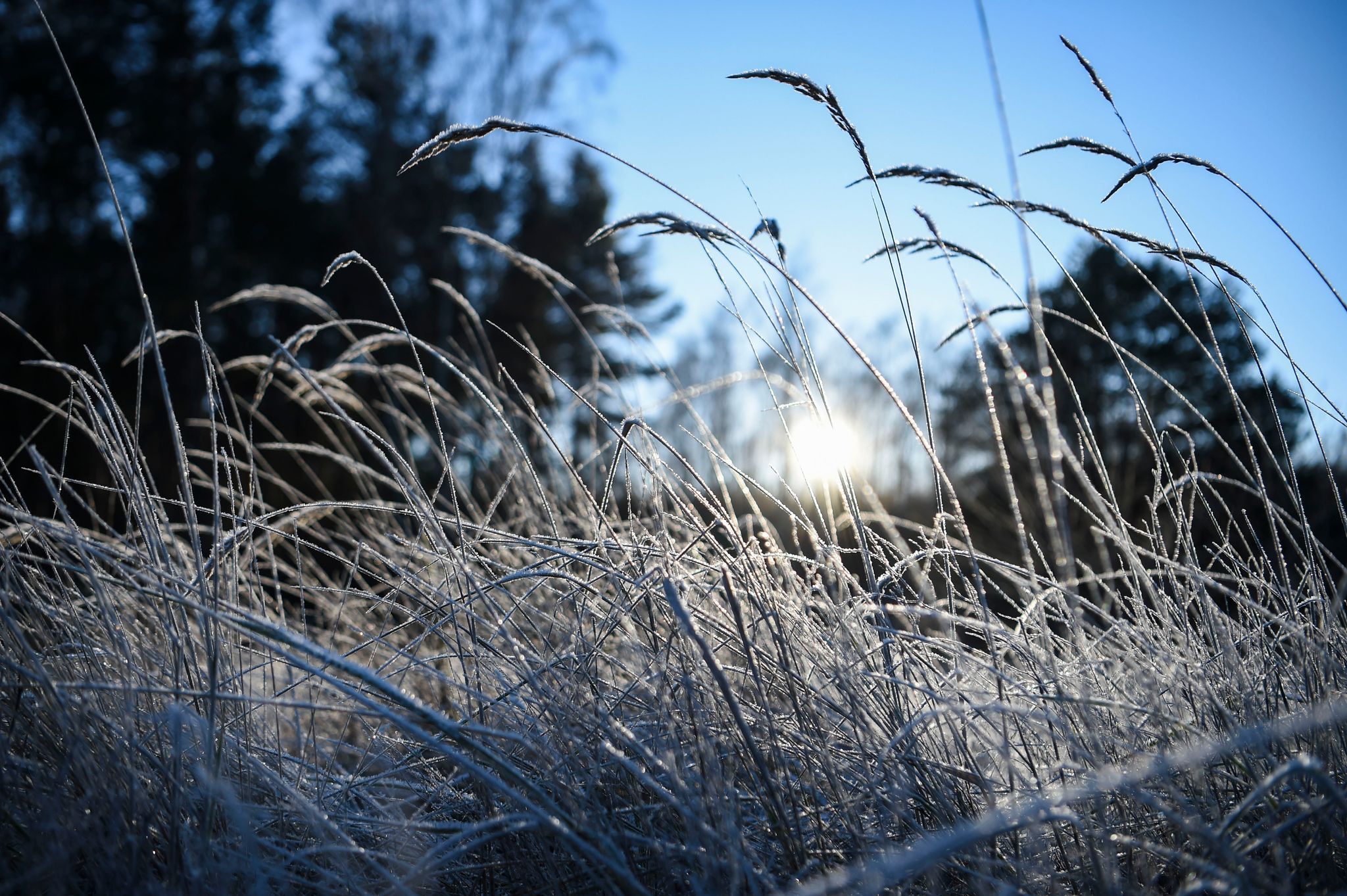 Image - In der Glaskugel der Wetterfrösche taucht der Jahrhundertwinter auf