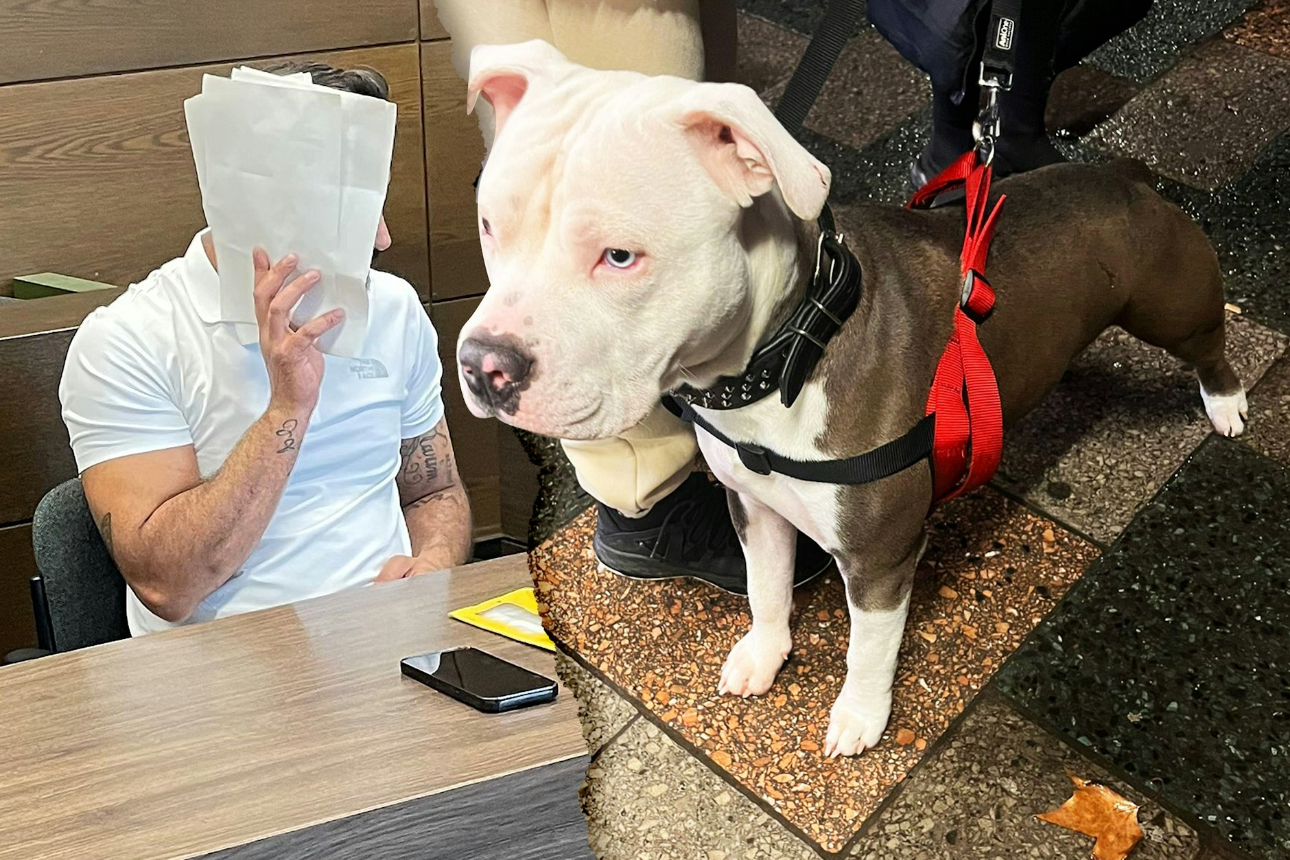 Der Angeklagte soll seinen Hund misshandelt haben. Nun muss er sich wegen Tierquälerei vor Gericht verantworten.