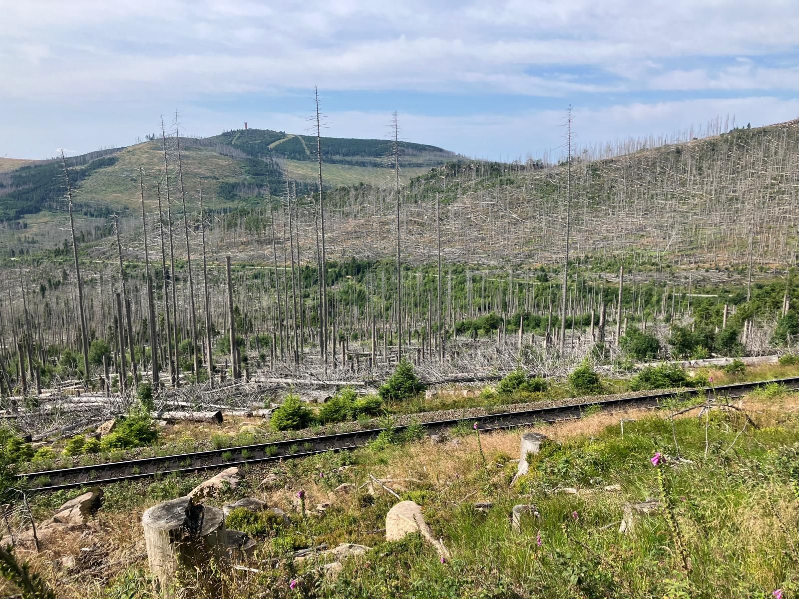 Grenzgänger auf dem Brocken: Zwischen dem deutschen Totholz wächst neues Grün